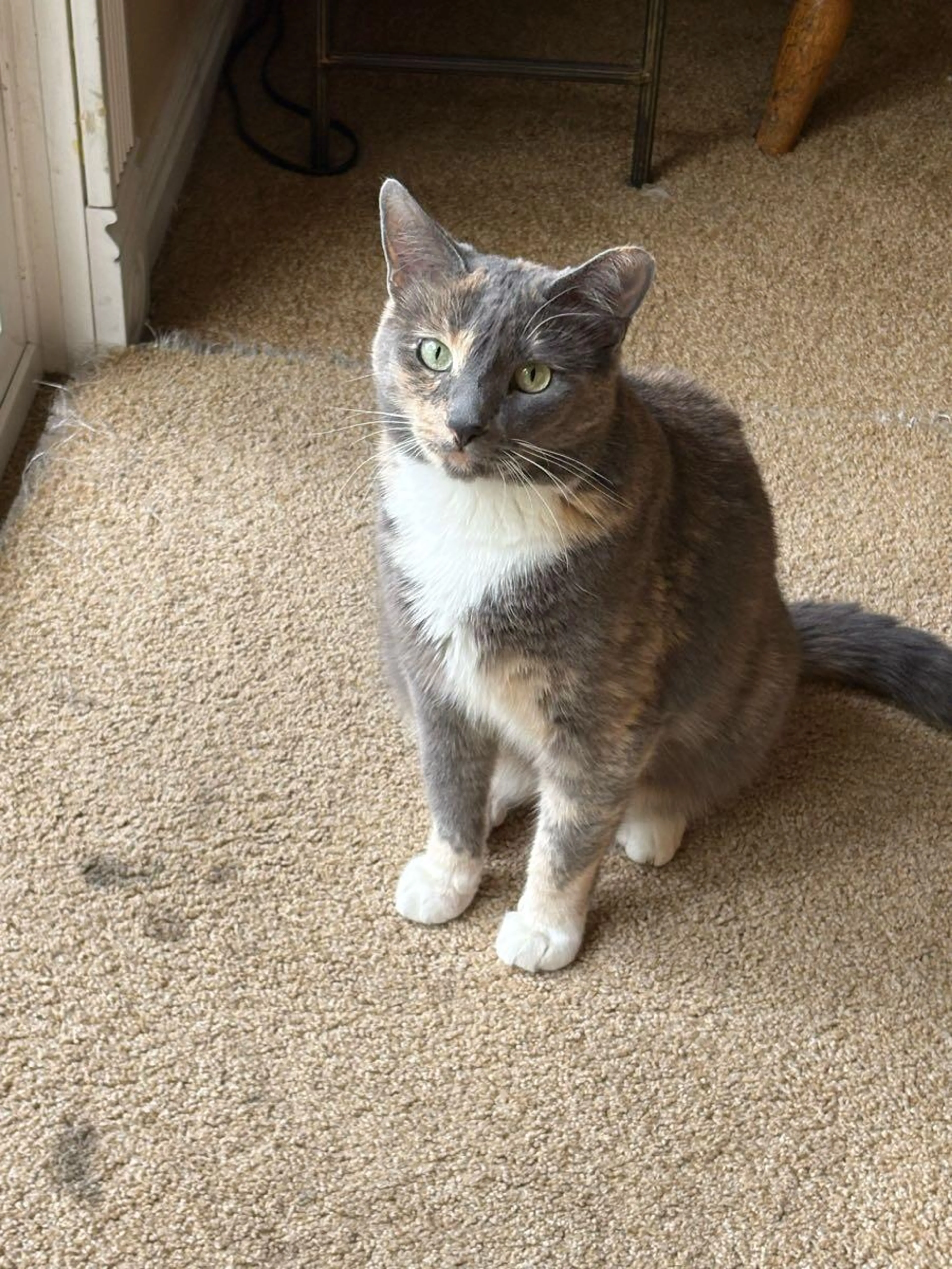 Lost pet
