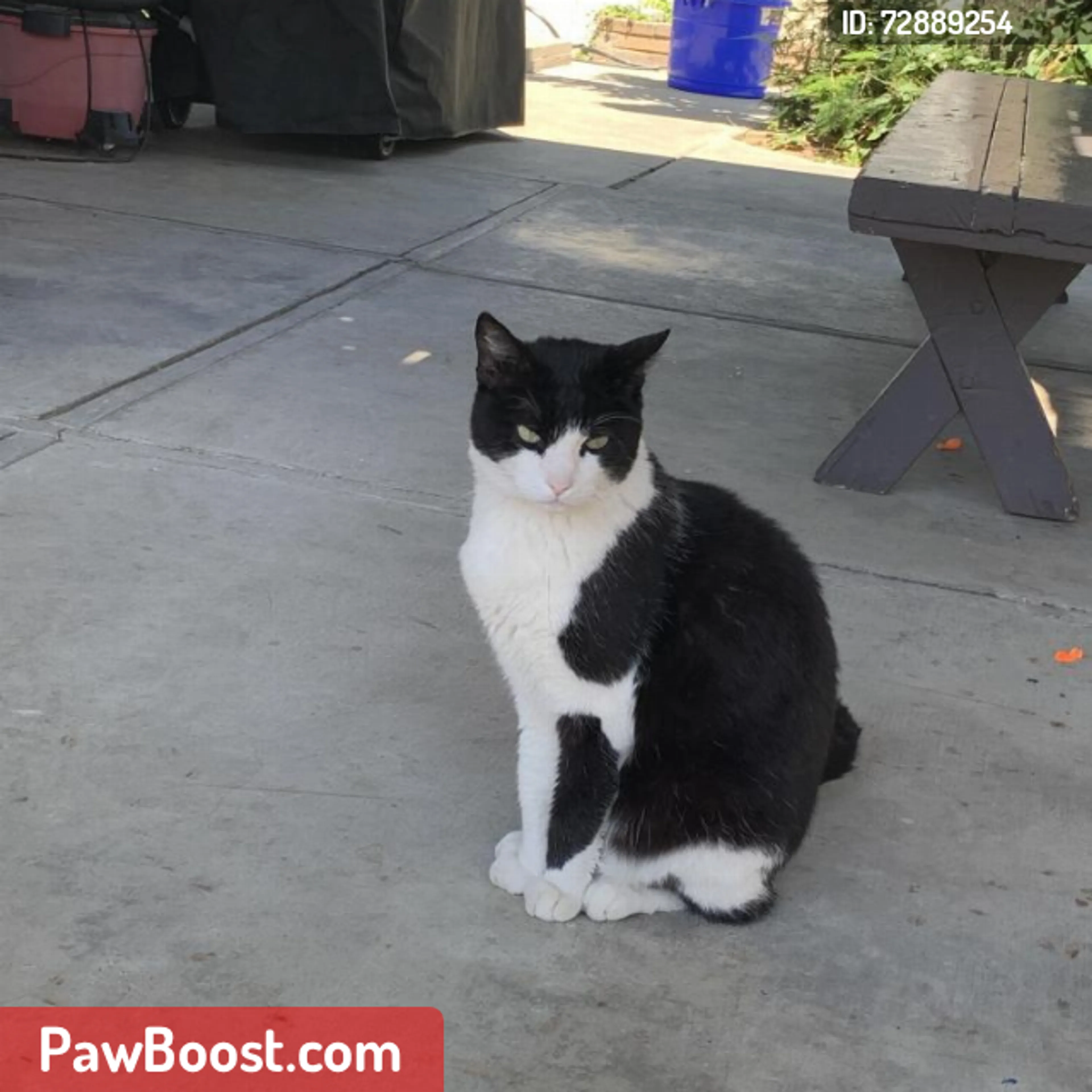 Lost pet