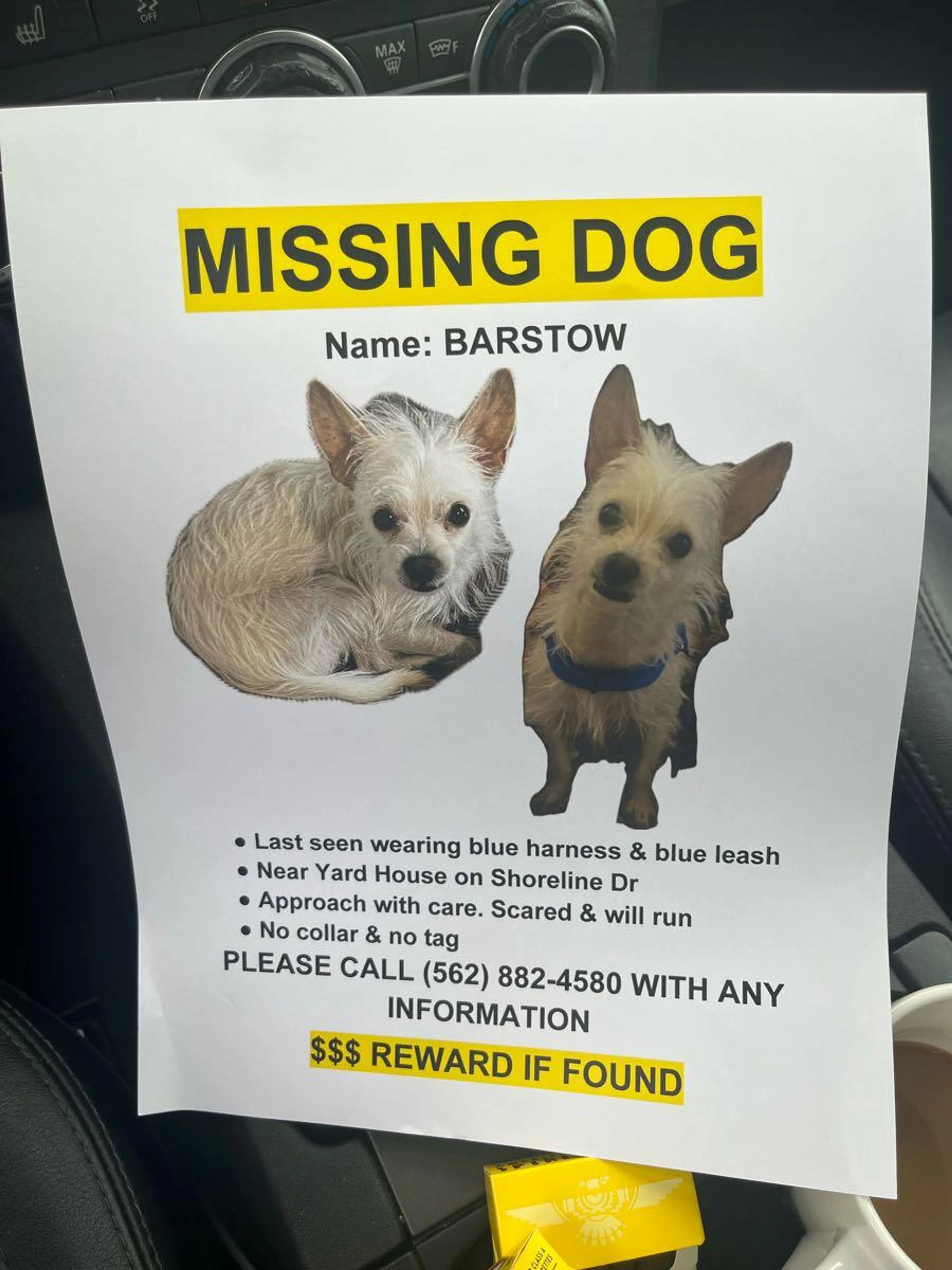 Lost pet