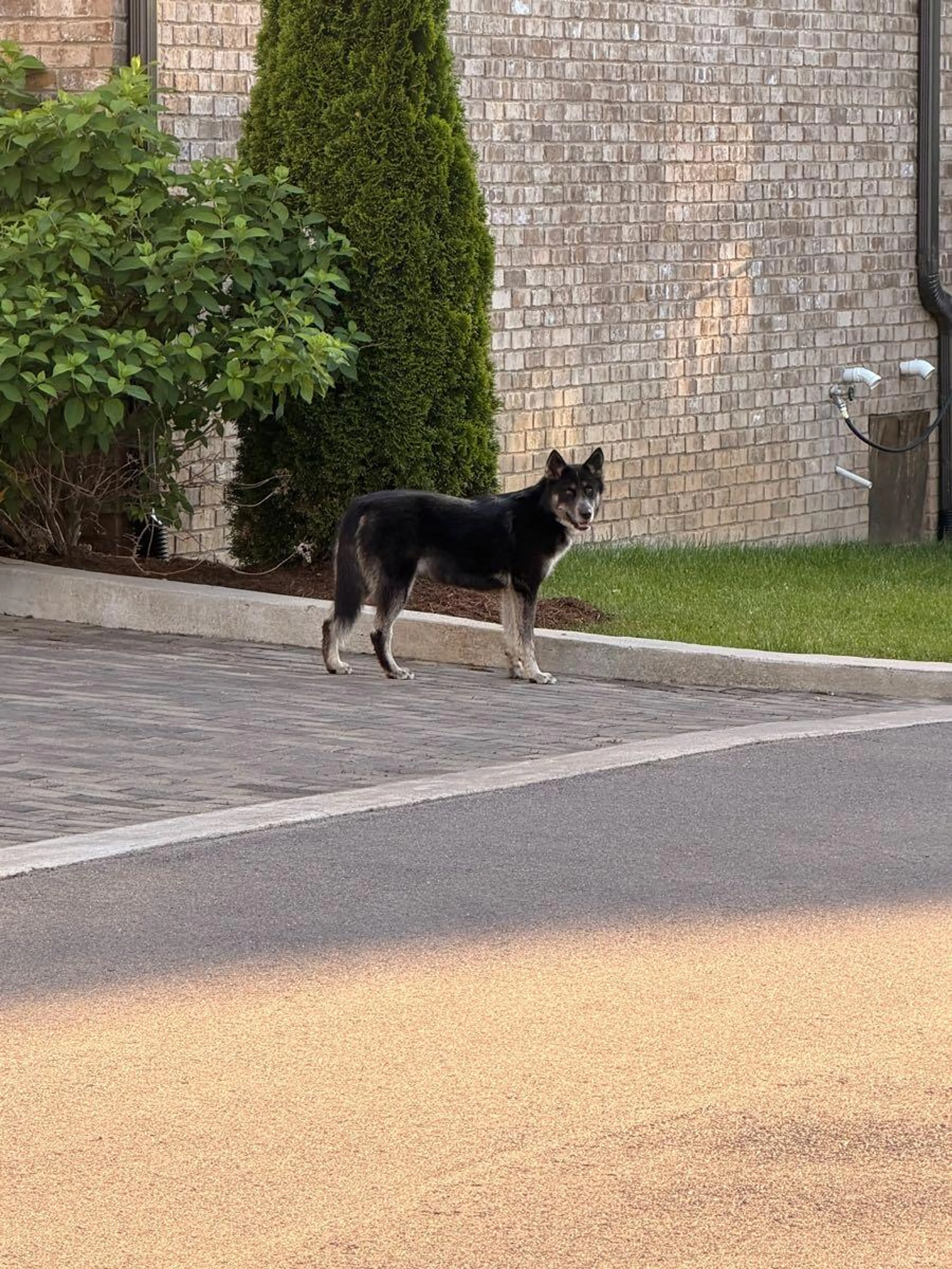 Found pet