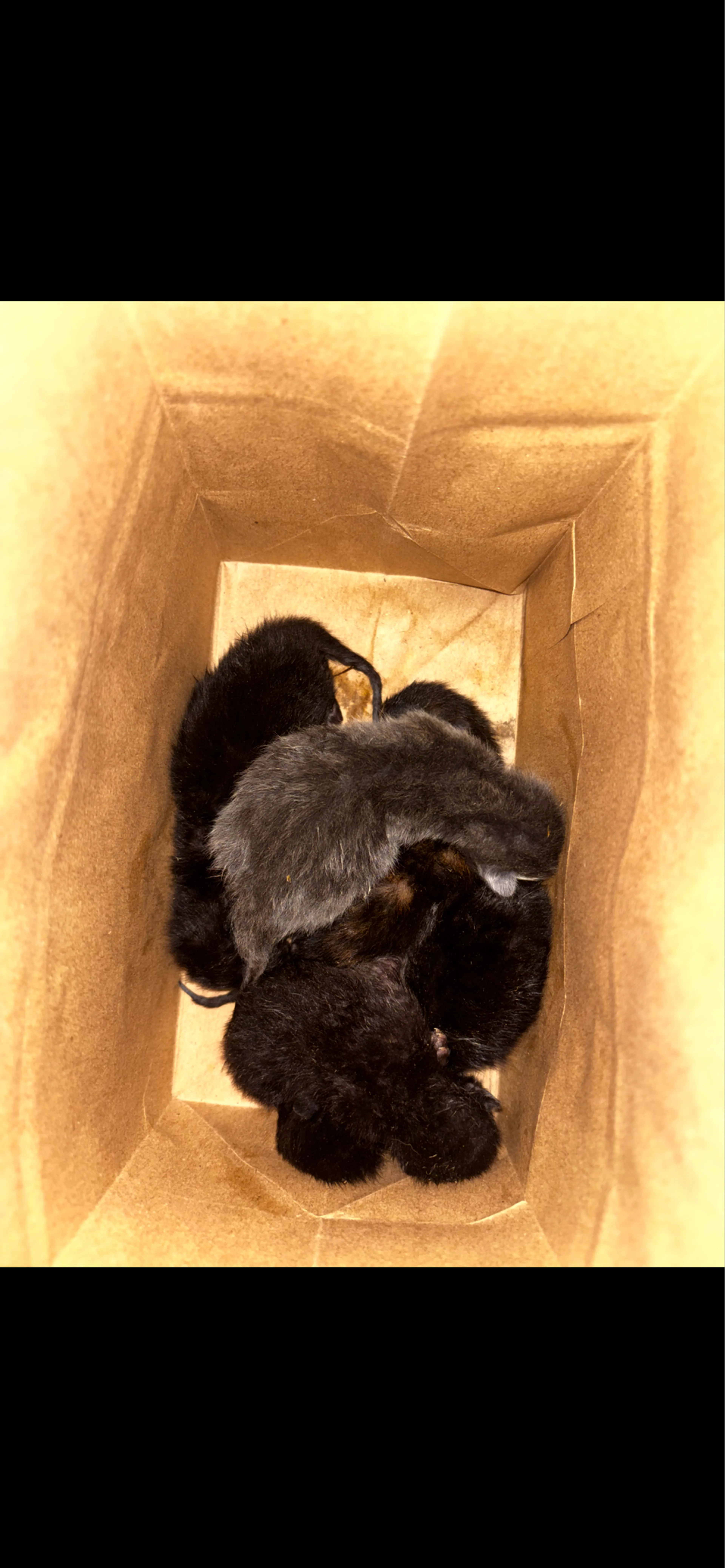 cdn image