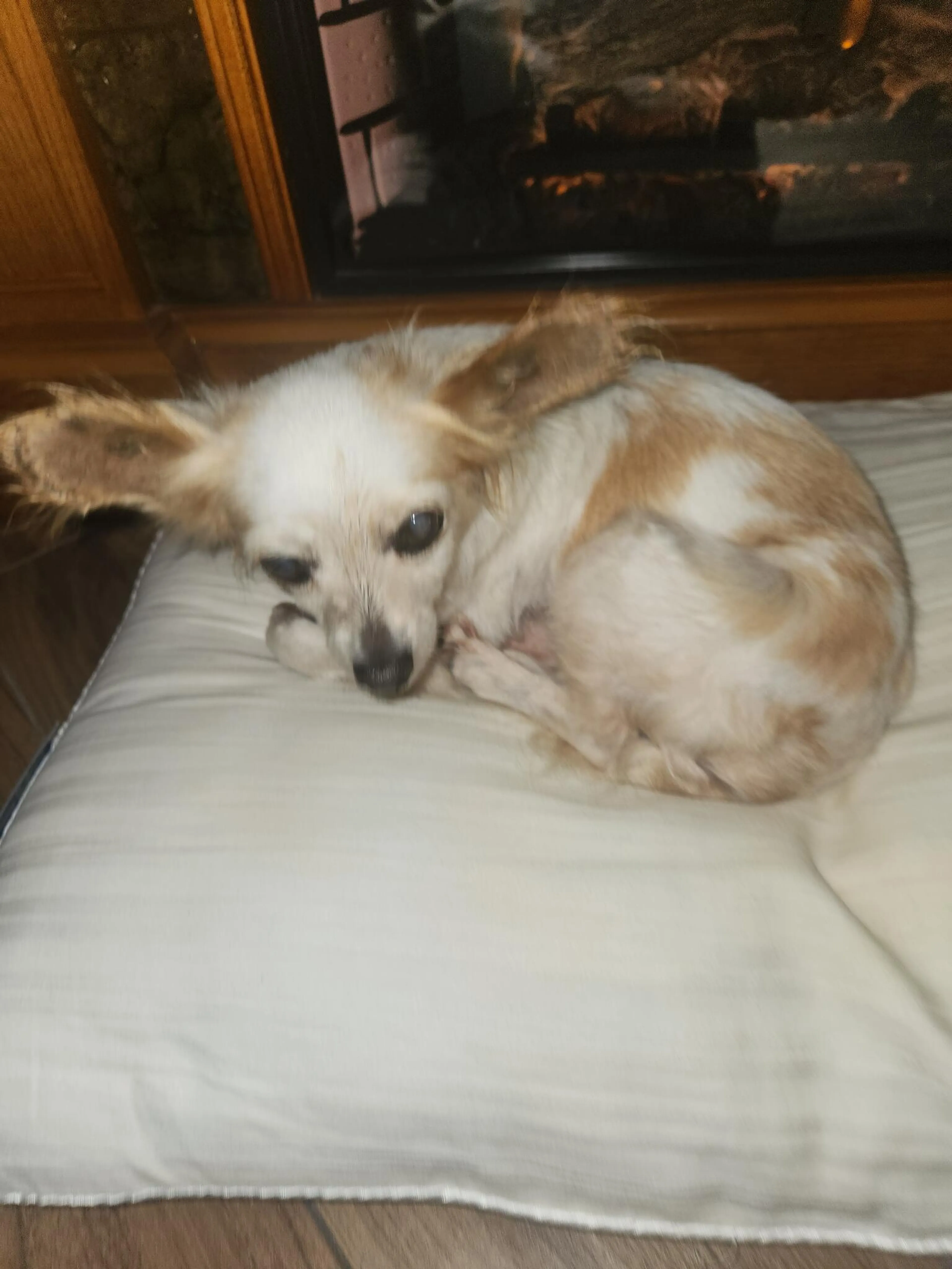Found pet