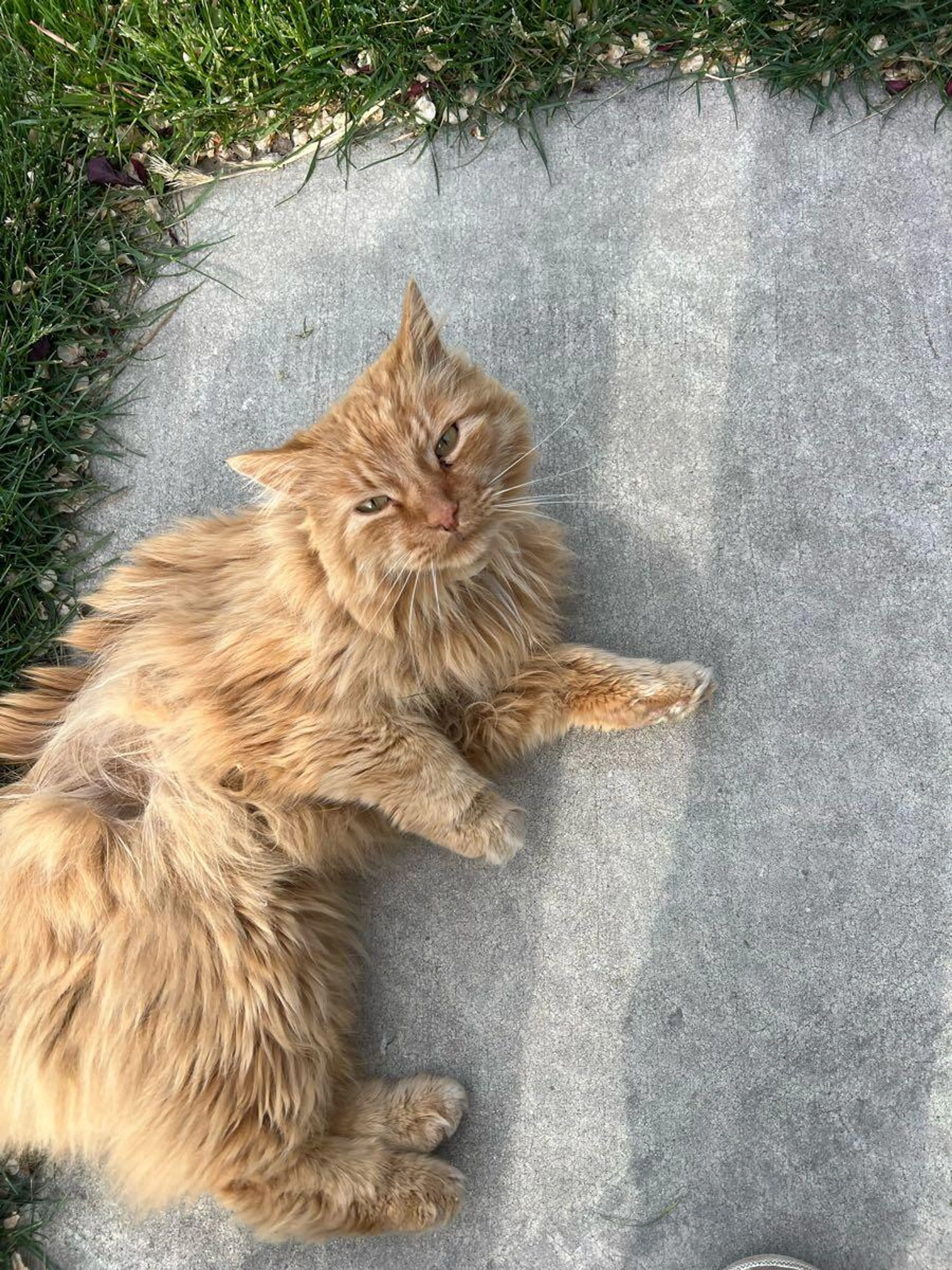 Found pet