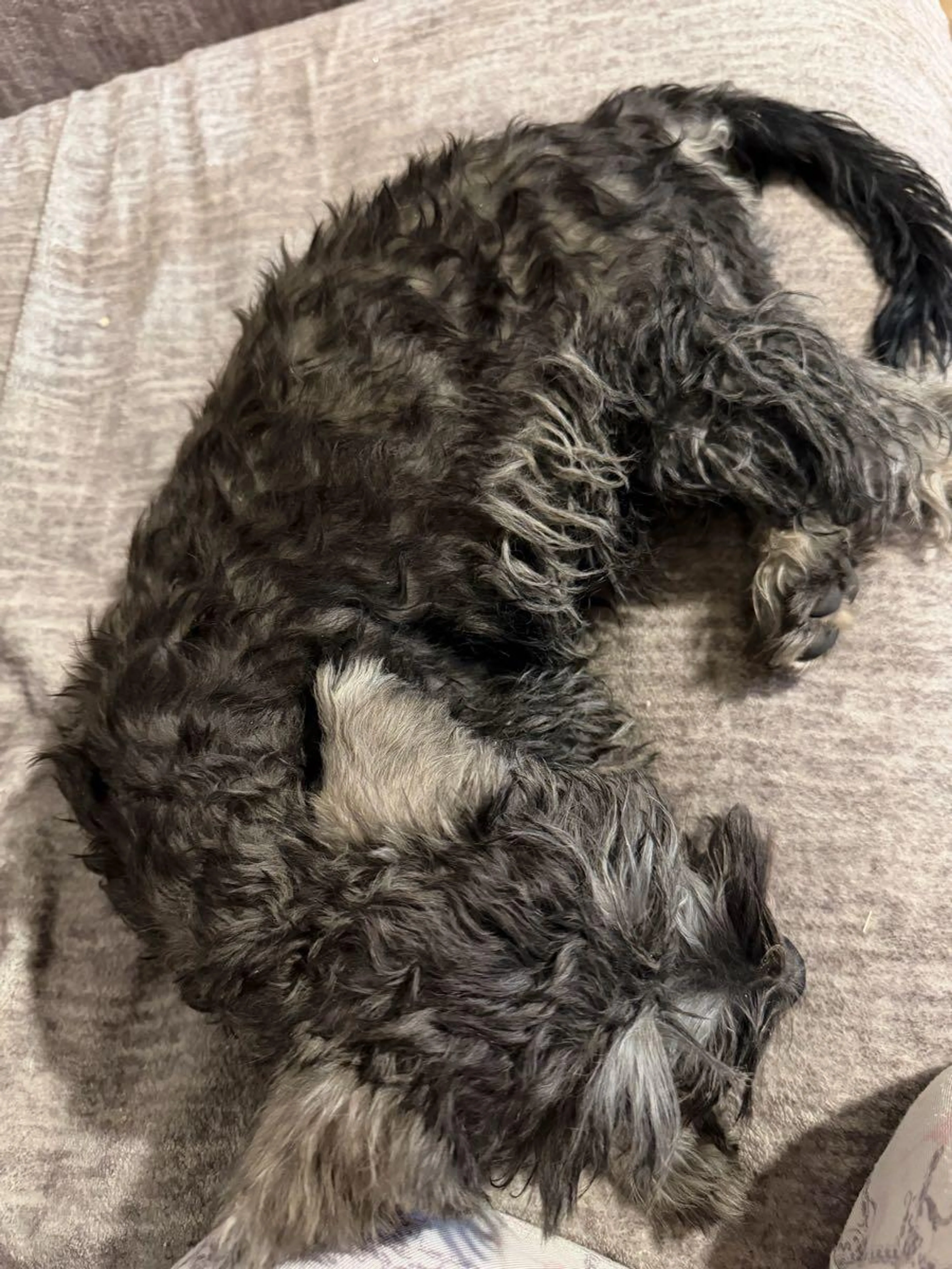 Found pet