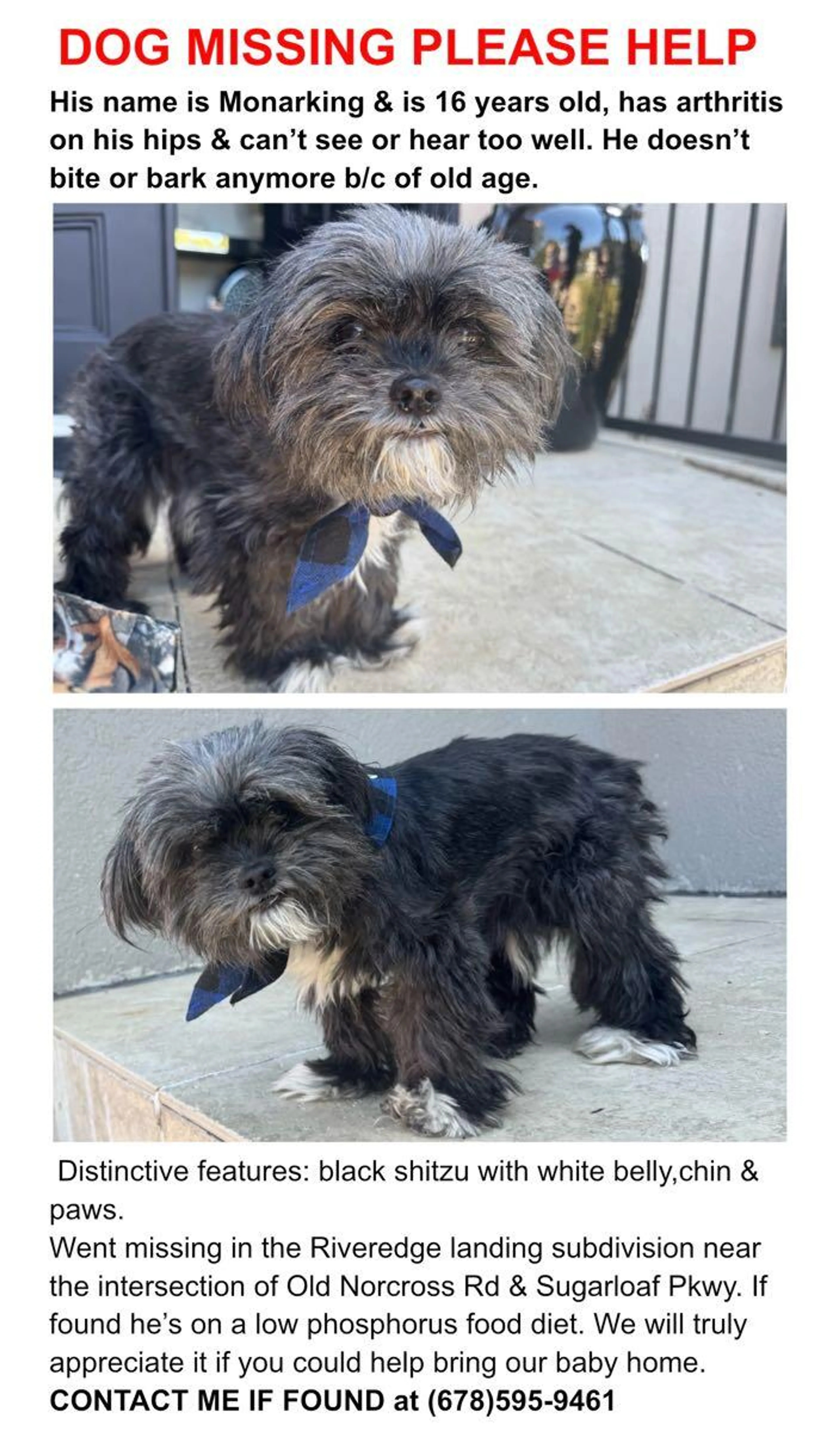 Lost pet