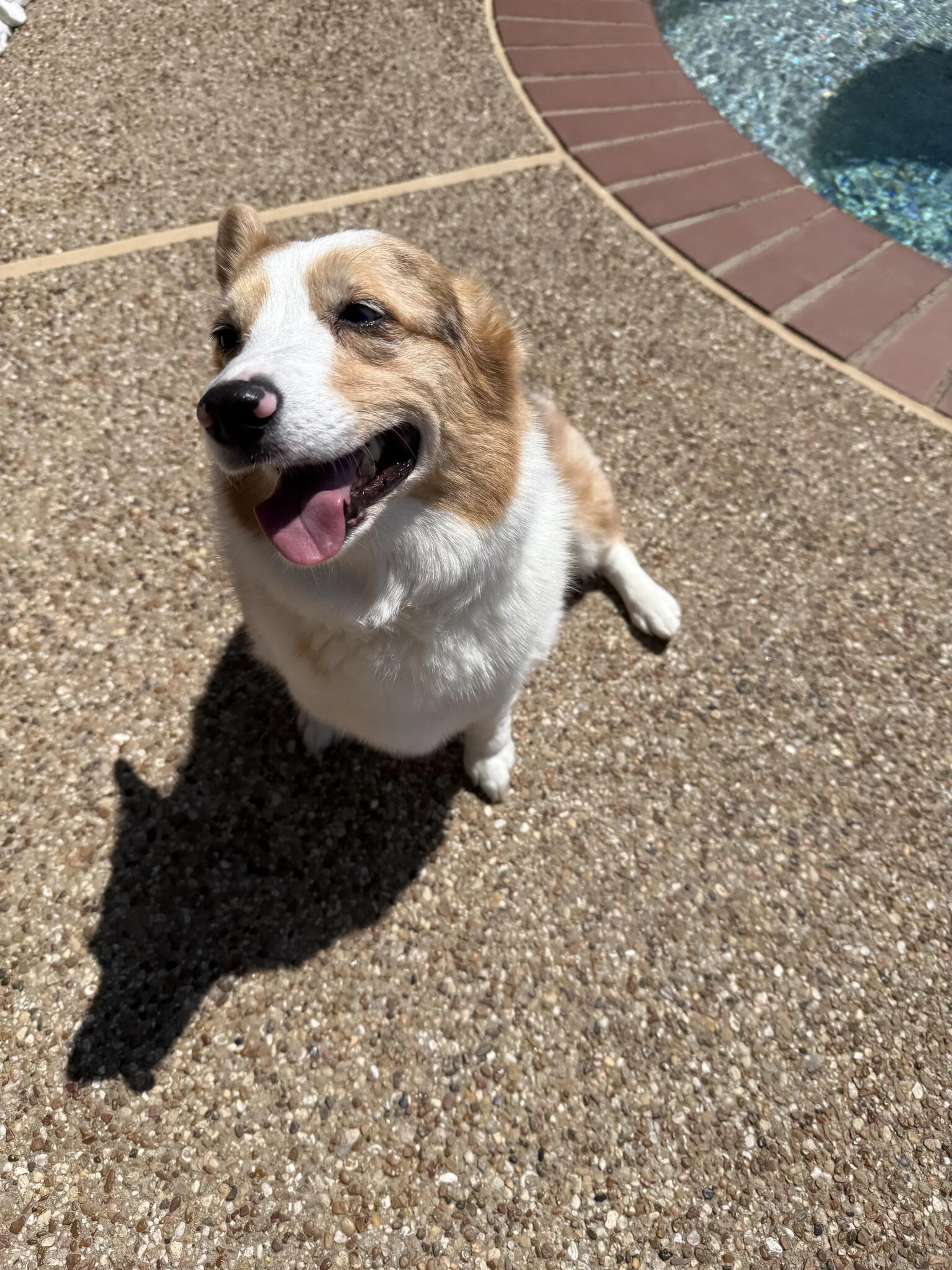 Found pet