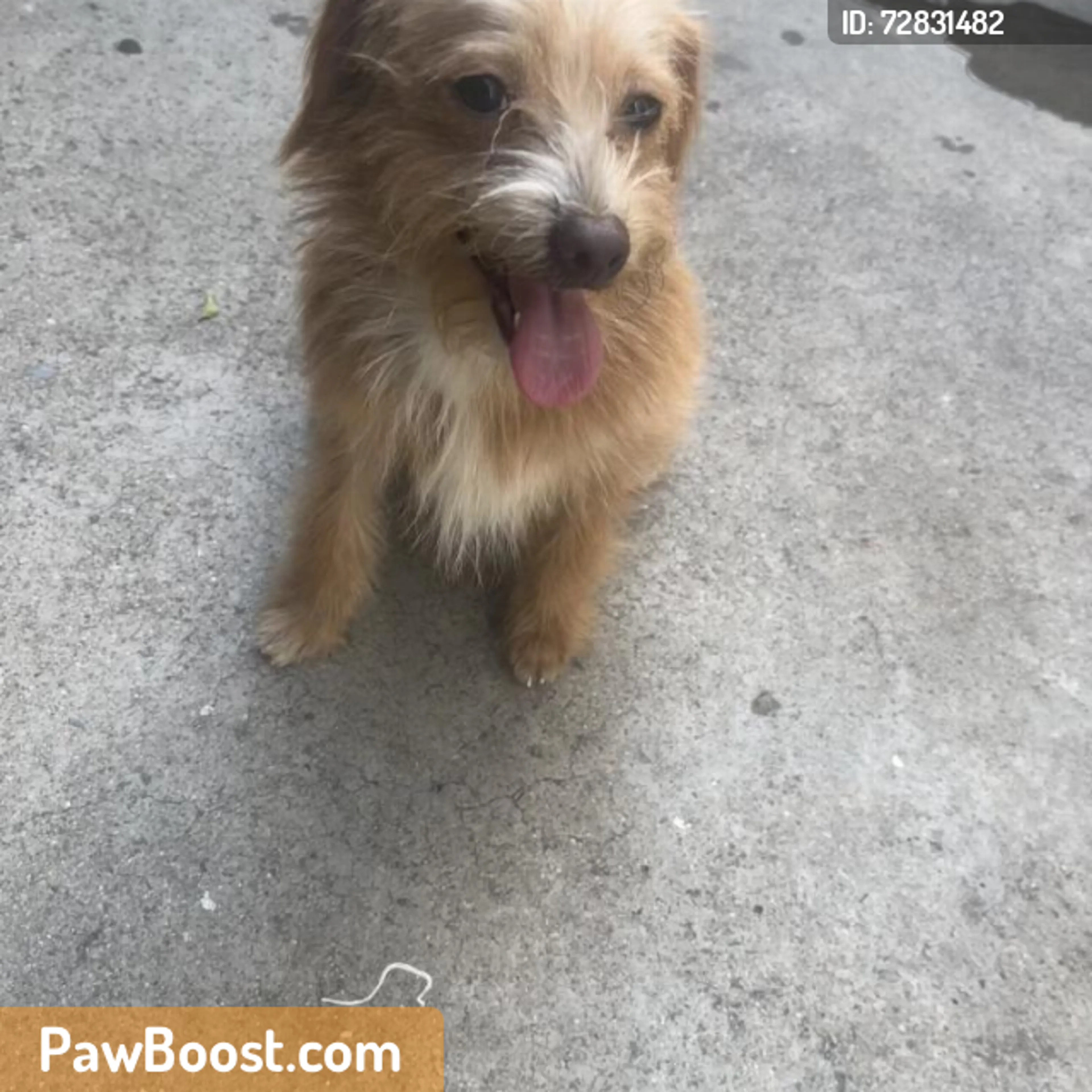 Found pet