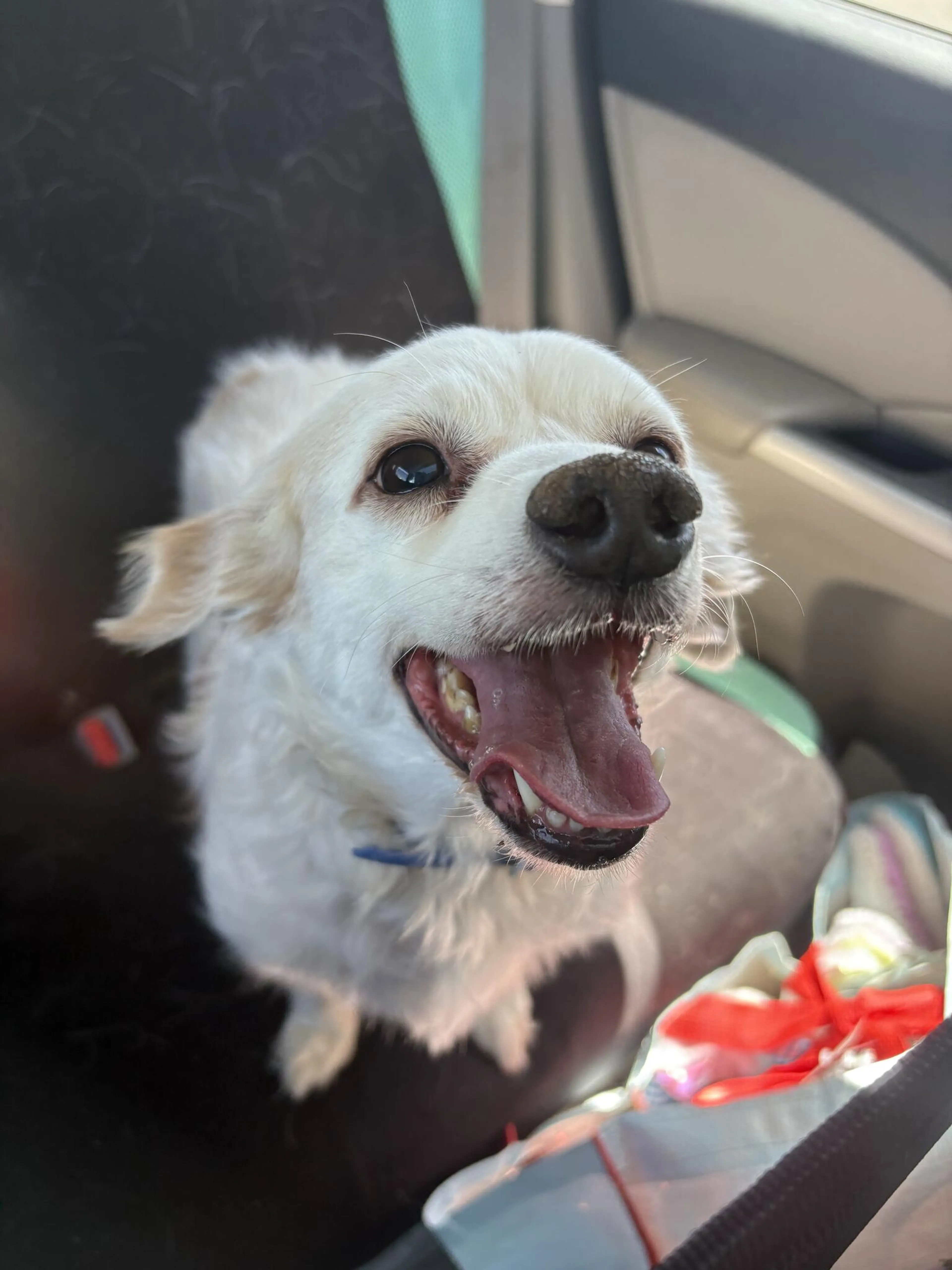 Lost pet