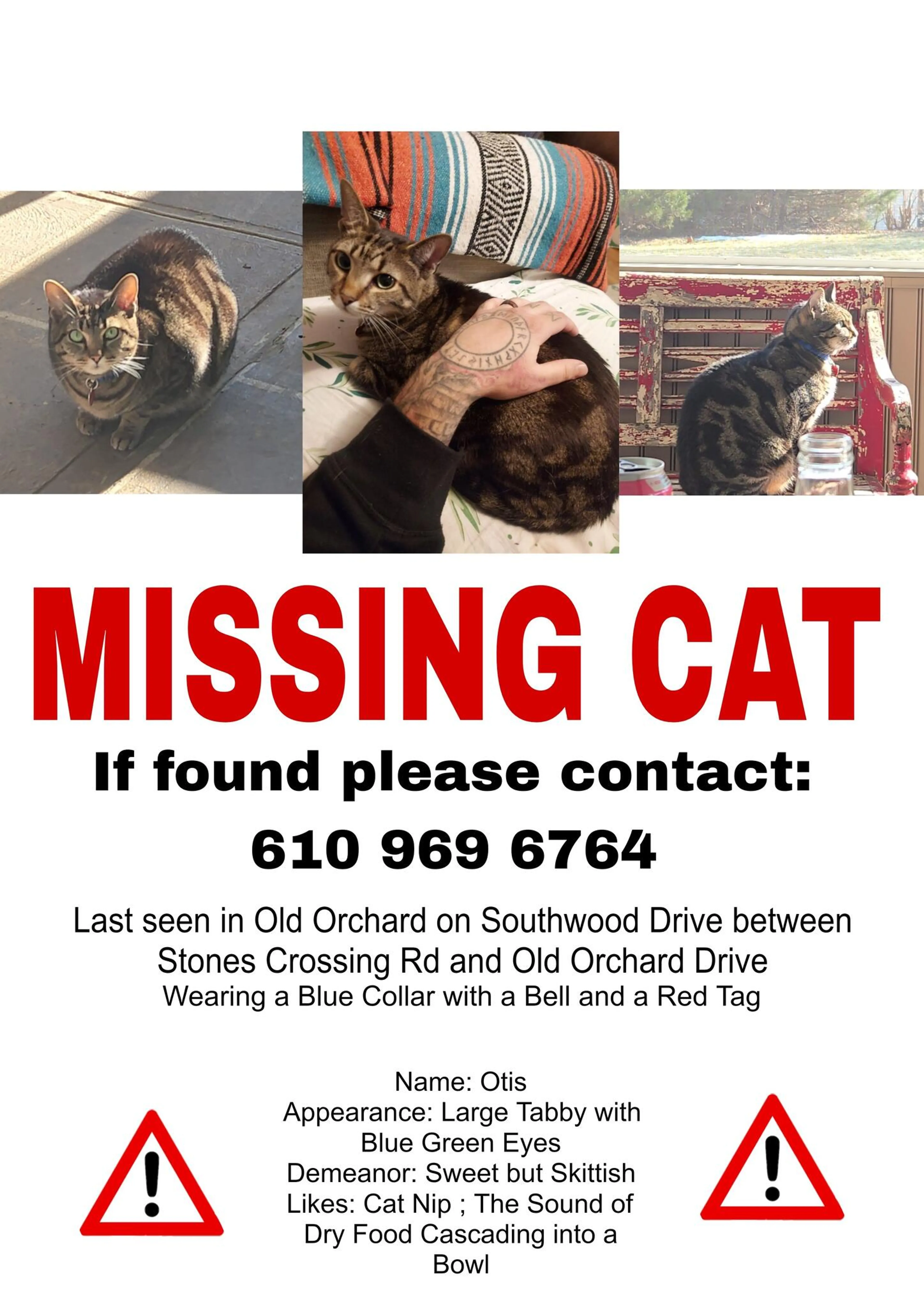 Lost pet