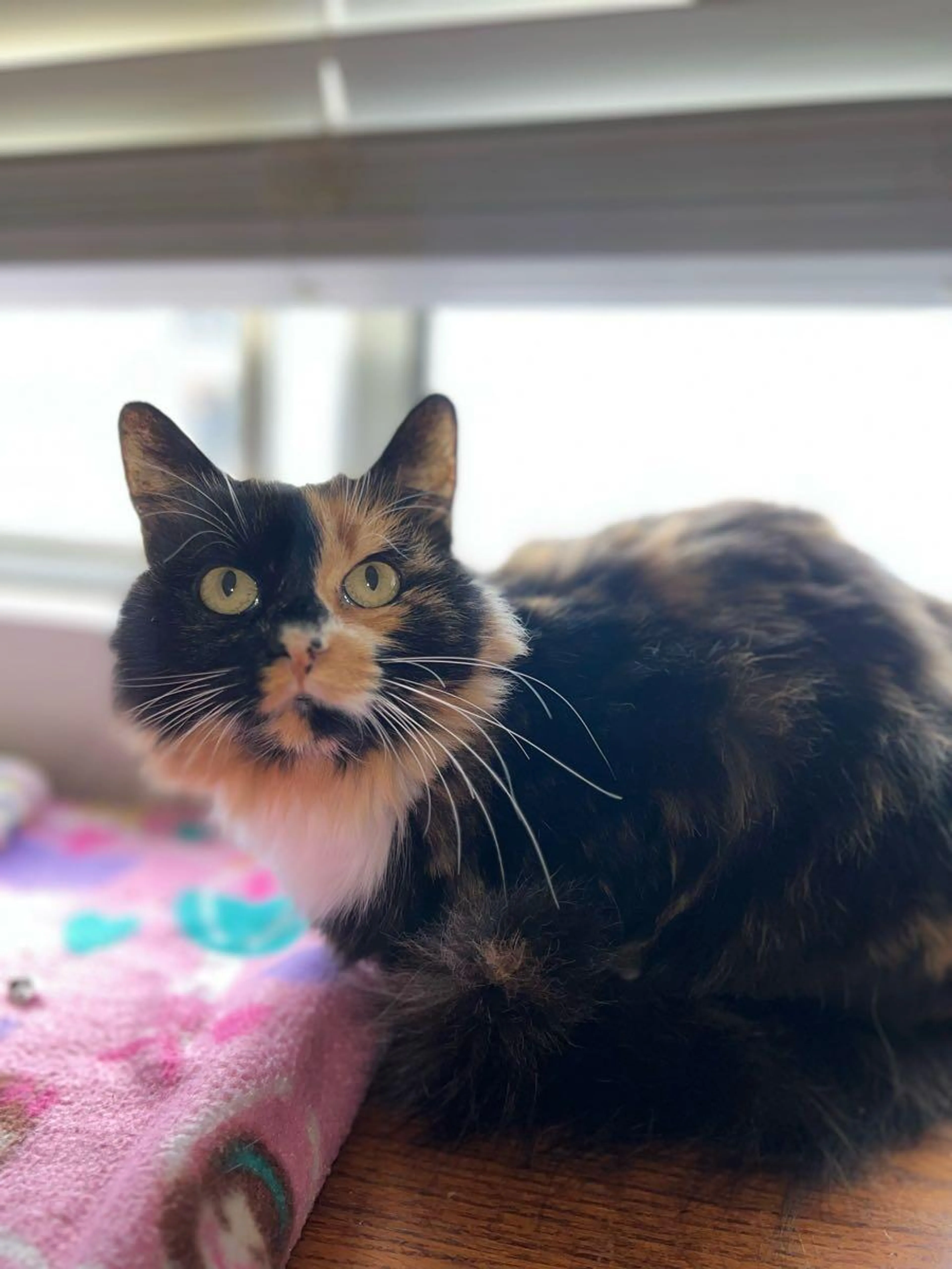 Lost pet