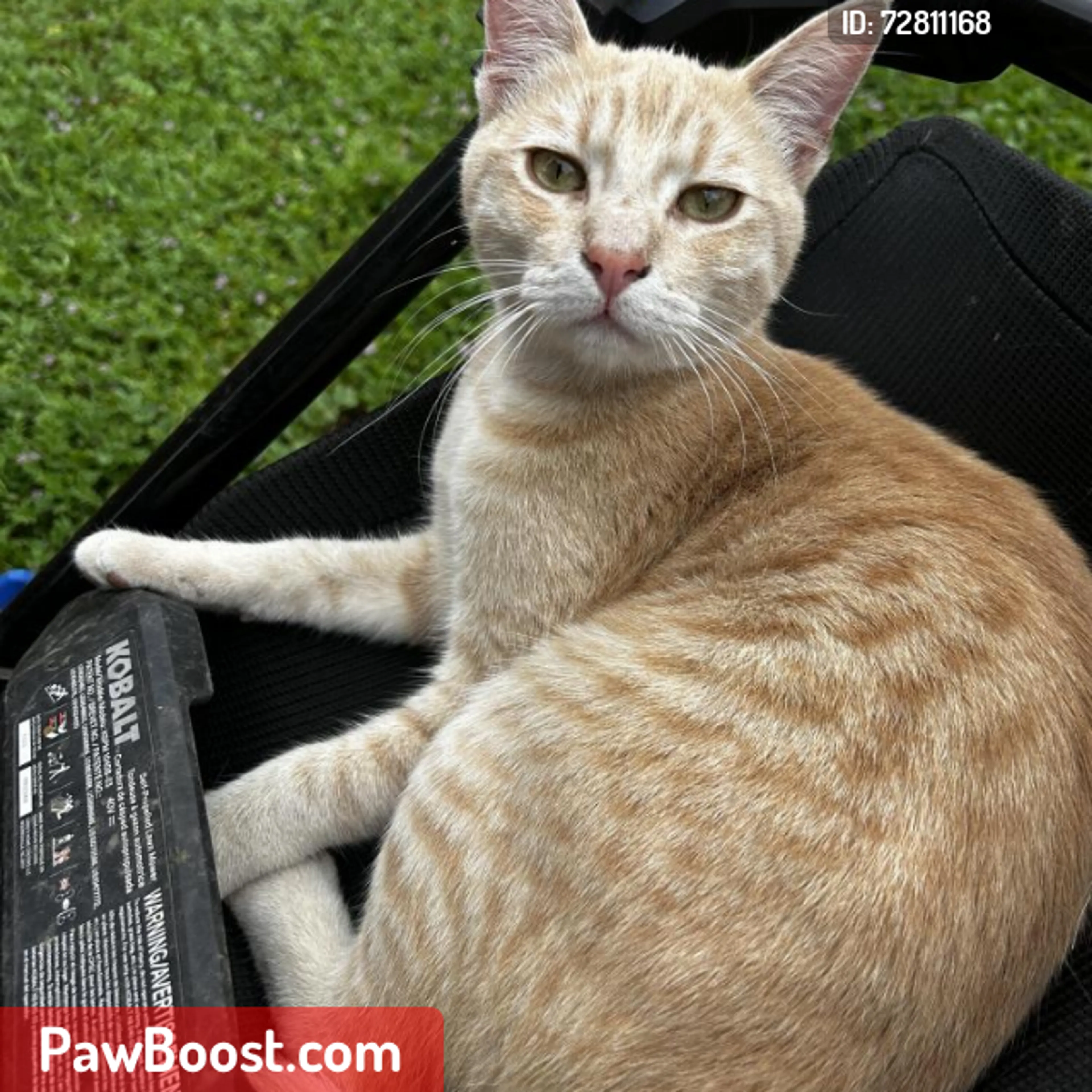 Lost pet
