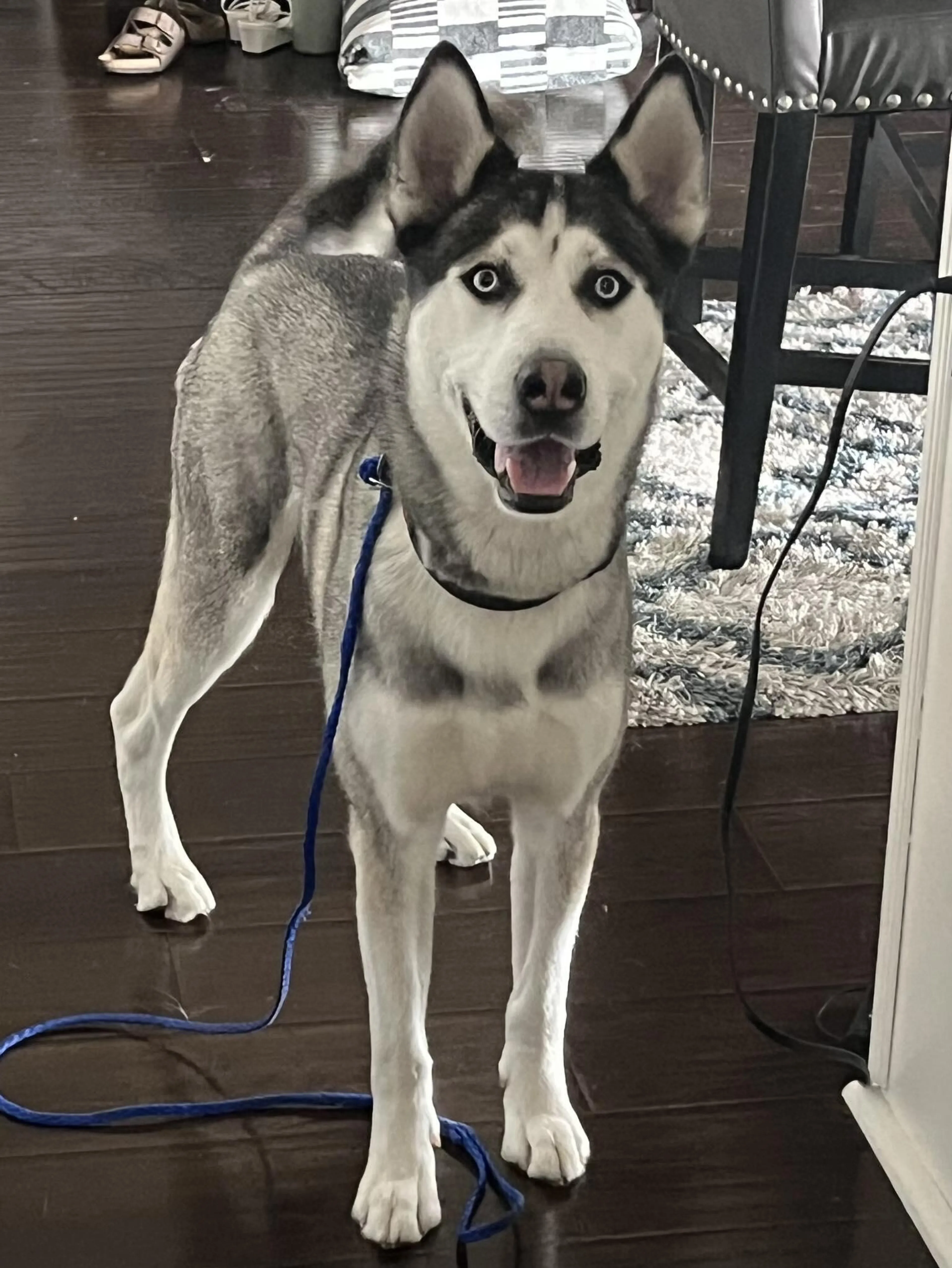 Found pet