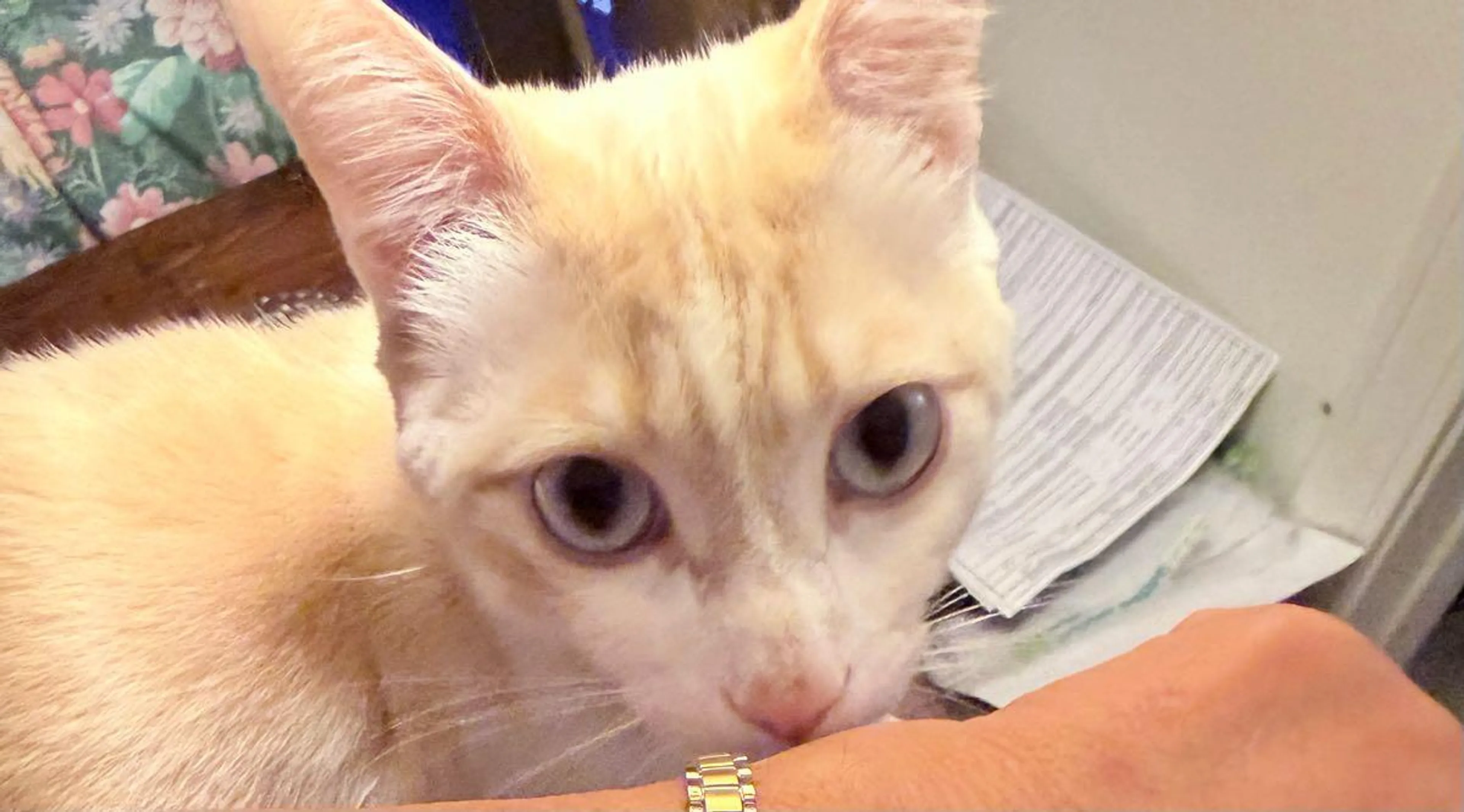 Lost pet