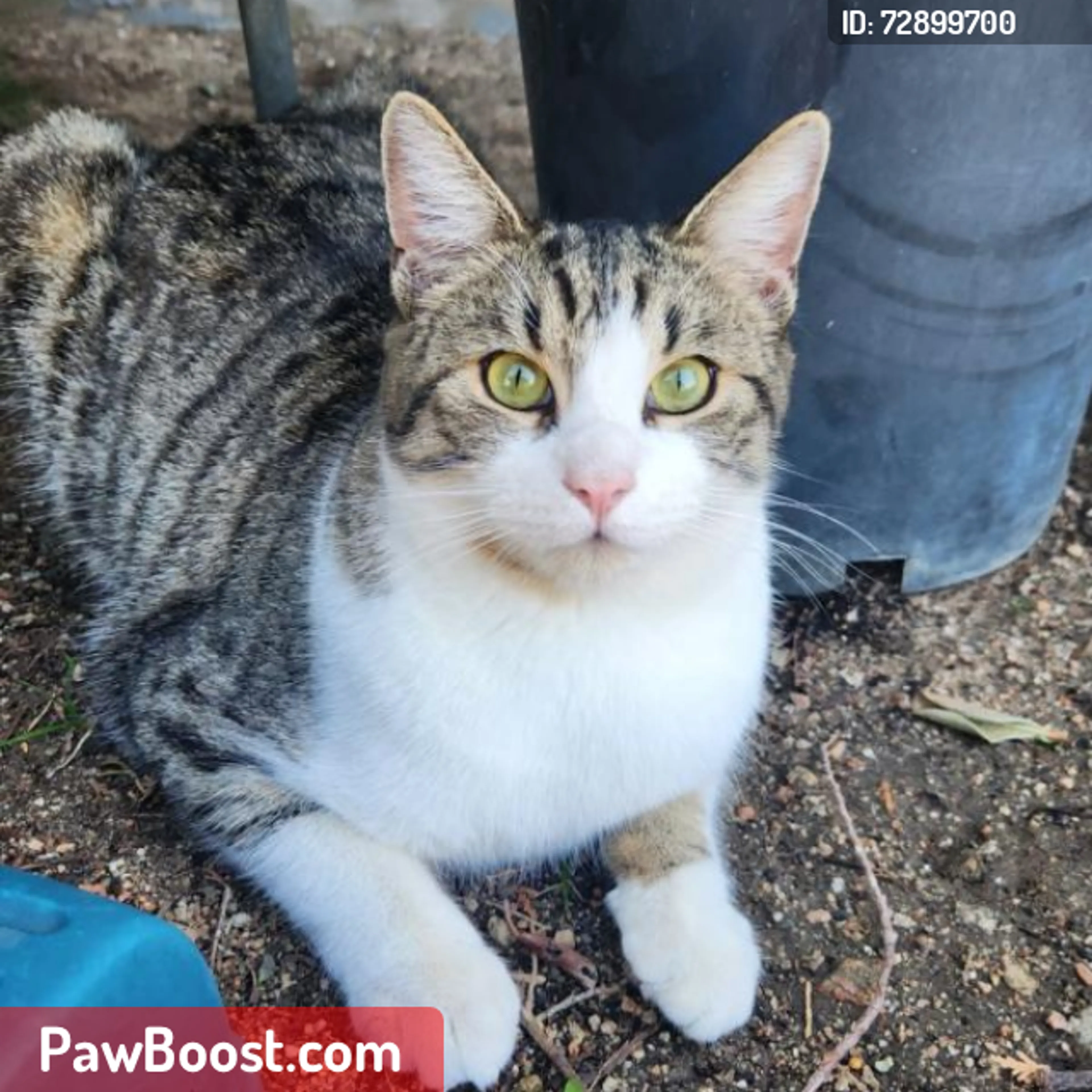 Lost pet