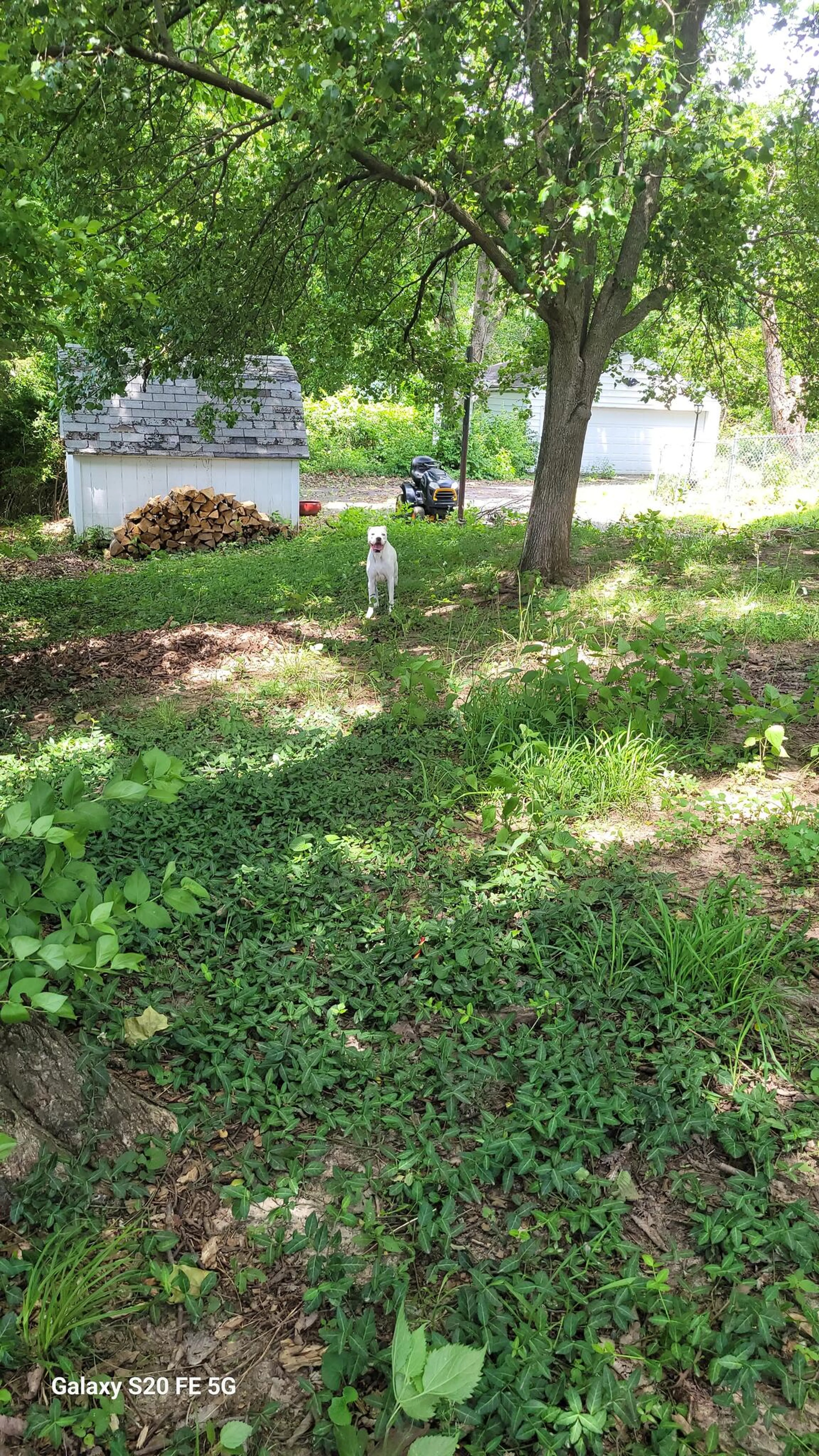 Found pet