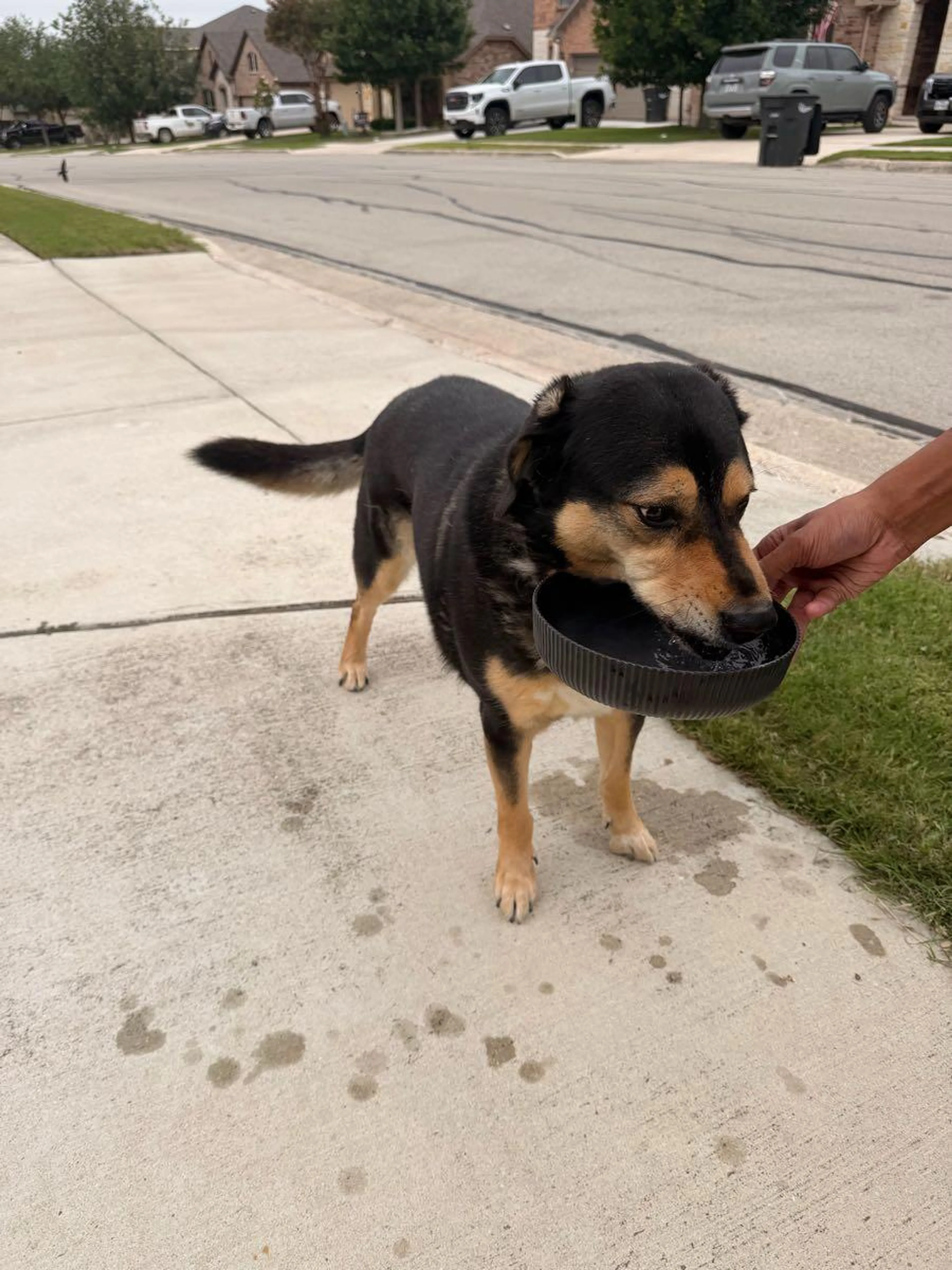Found pet