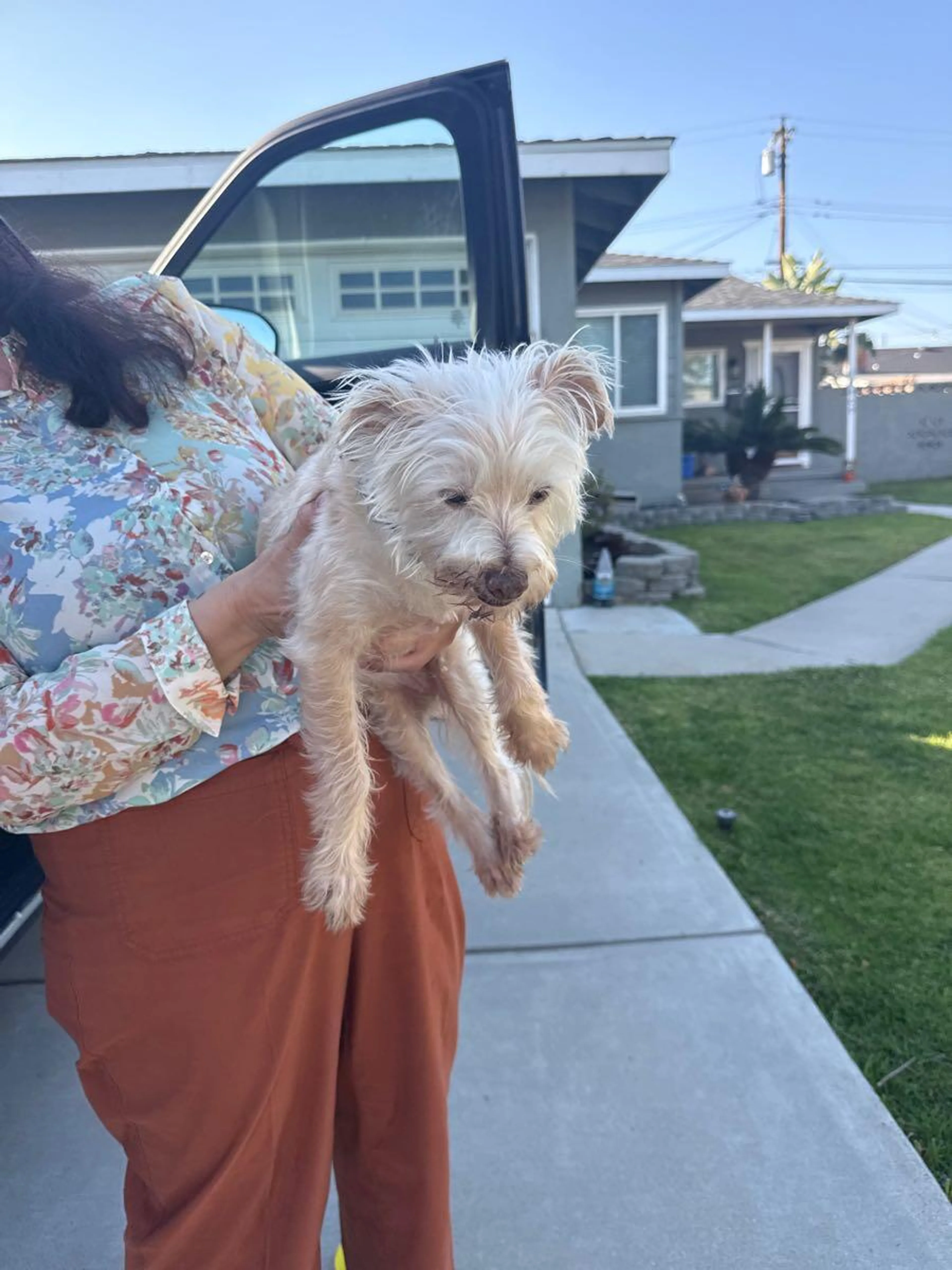 Found pet