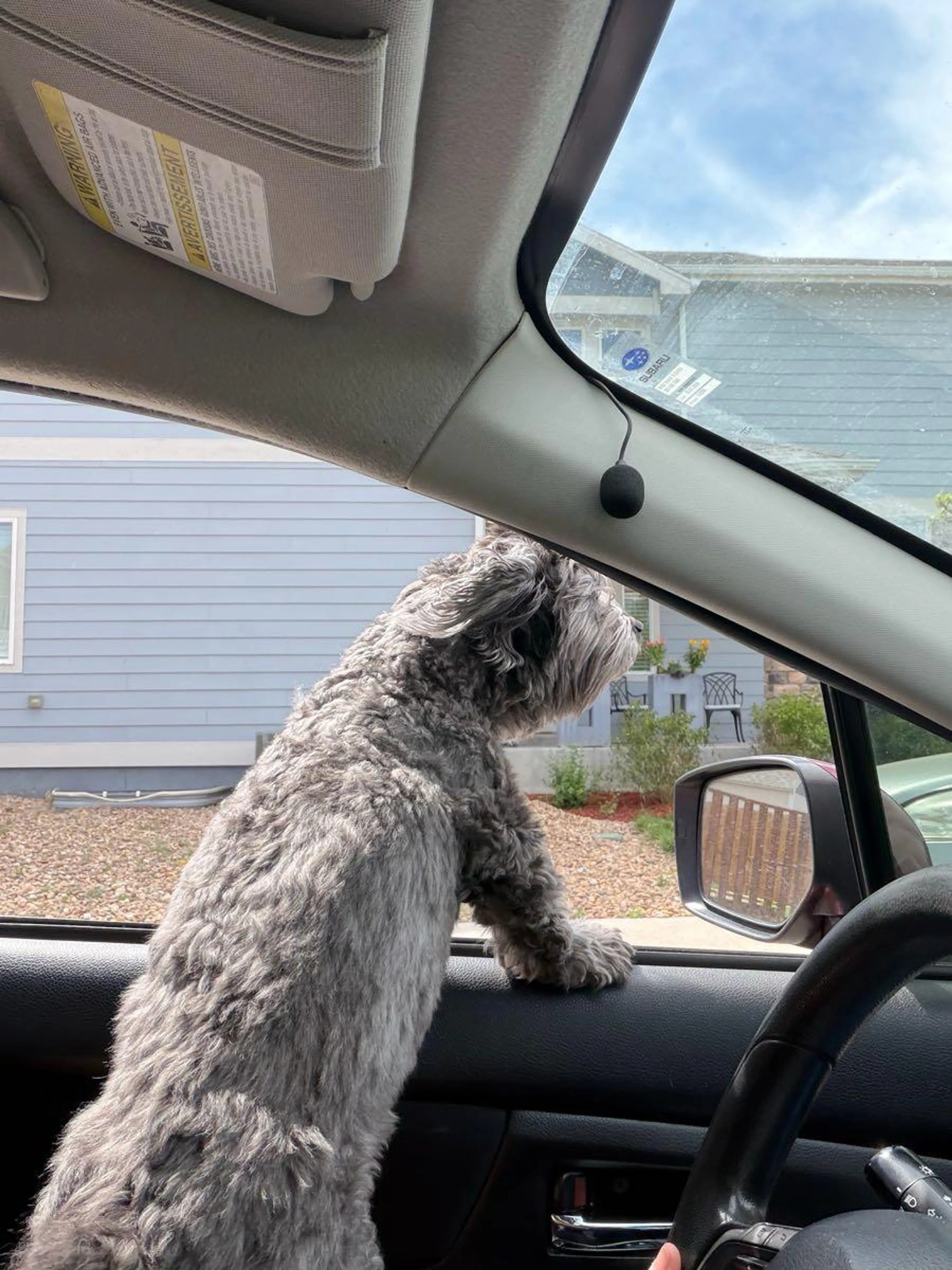 Found pet