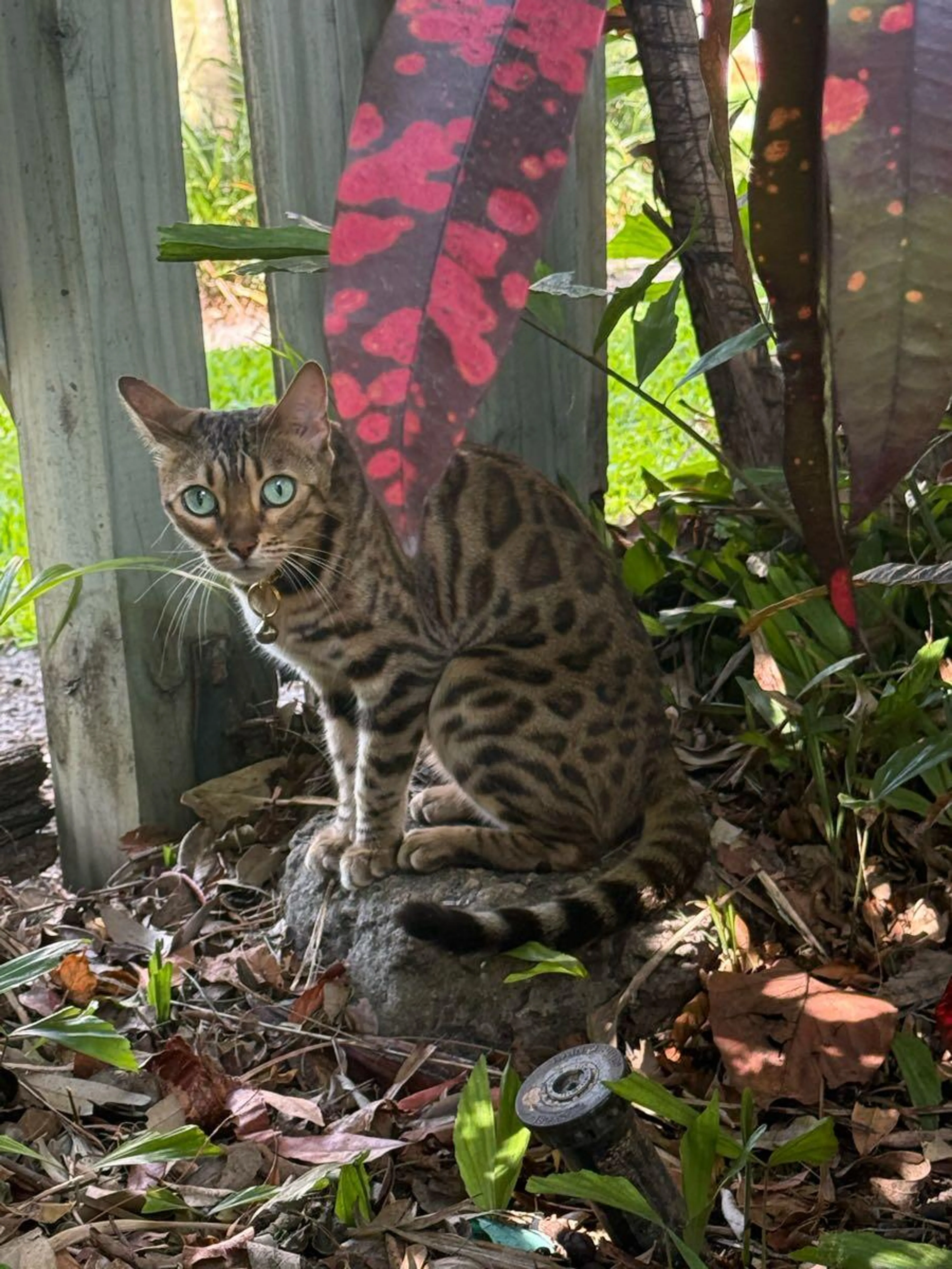 Found pet