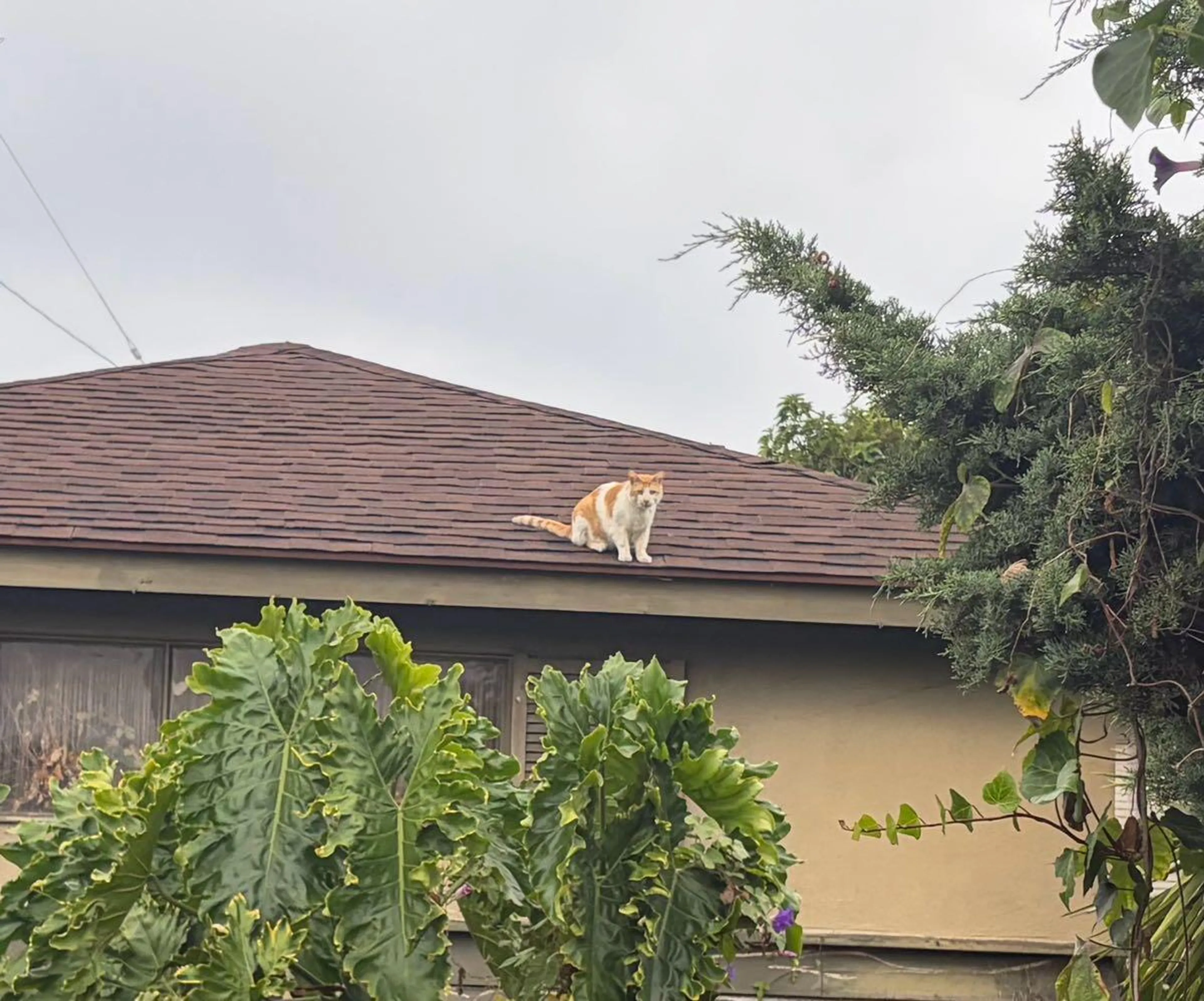Found pet
