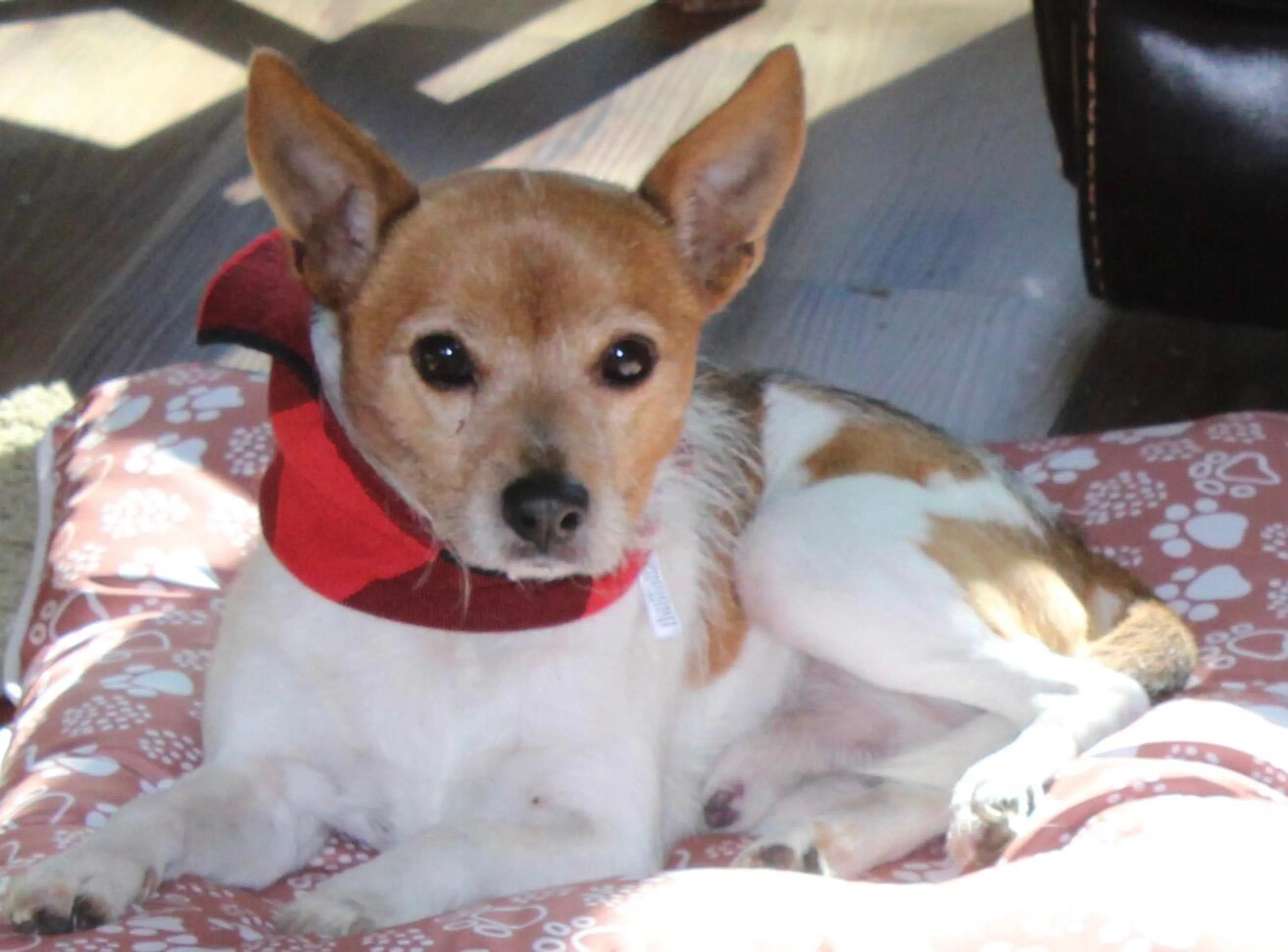 Lost pet