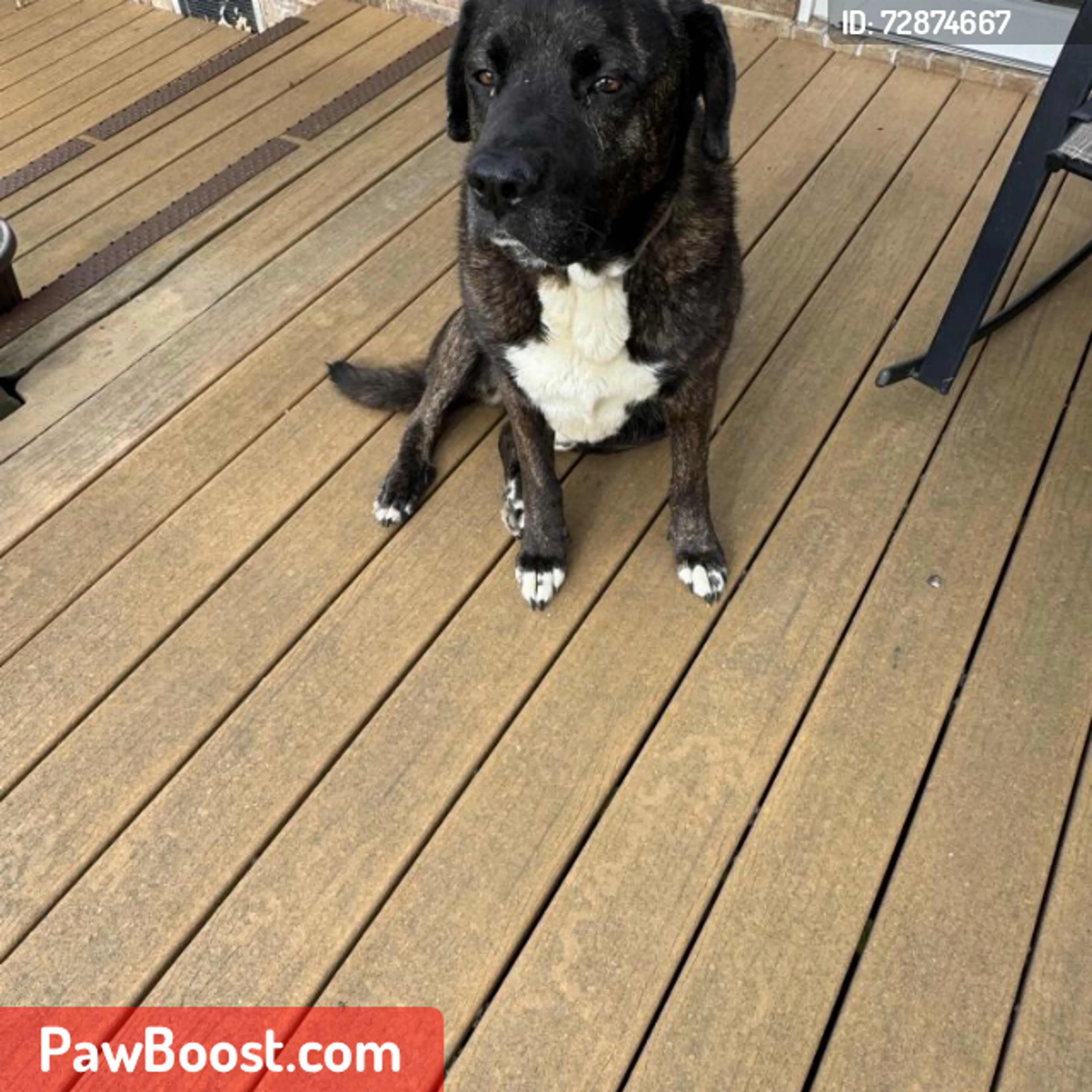 Lost pet
