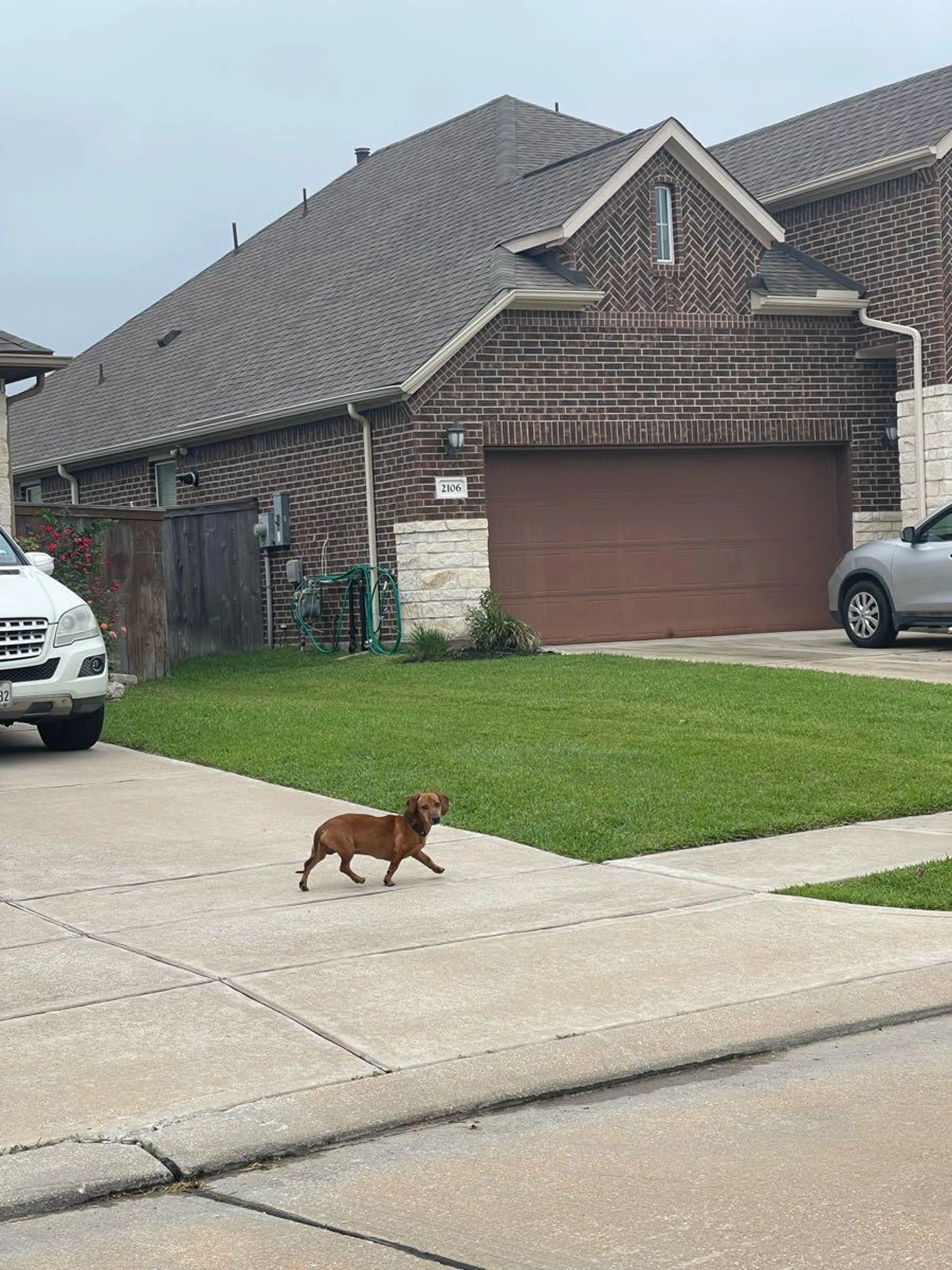 Found pet