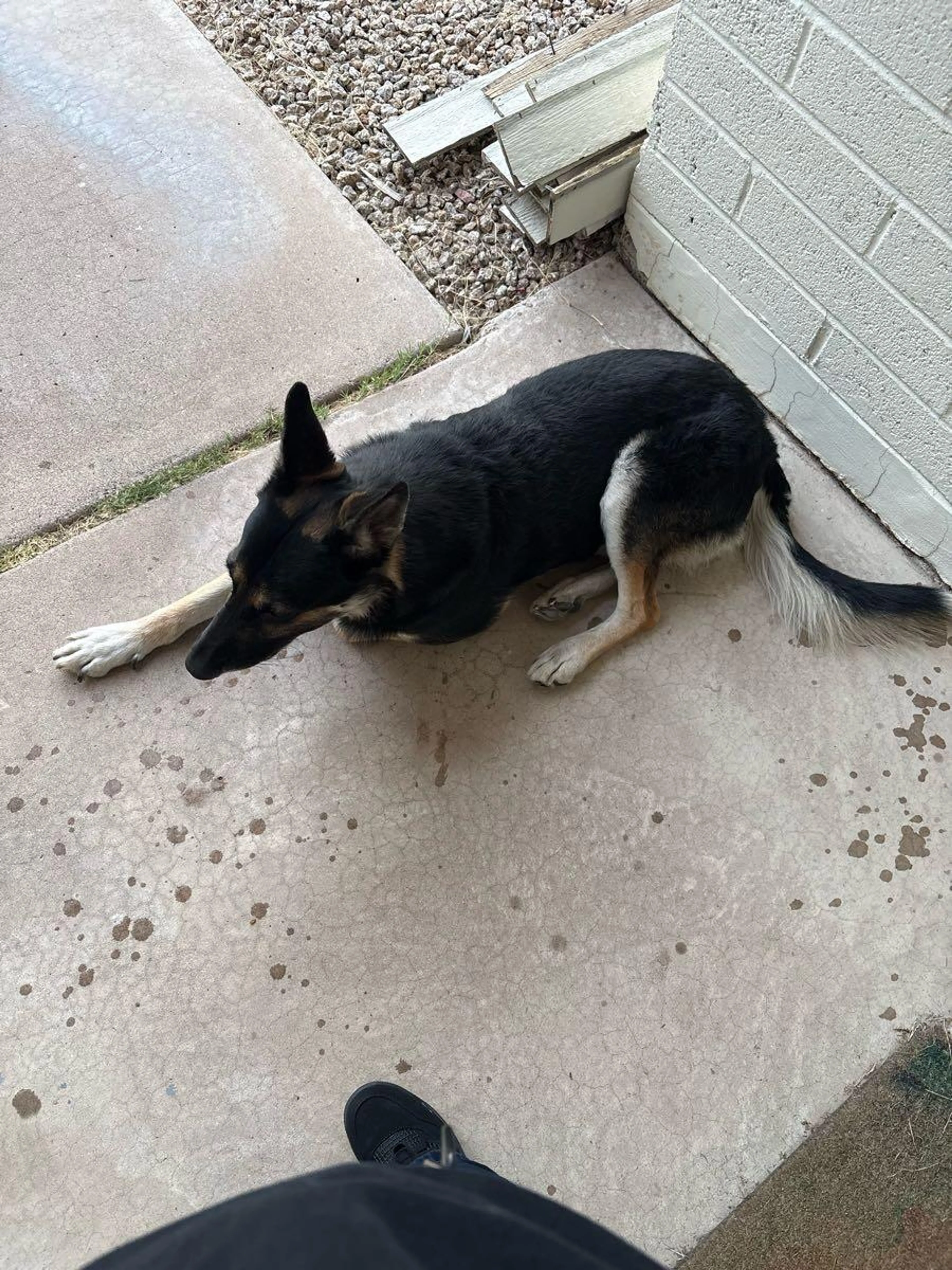 Found pet