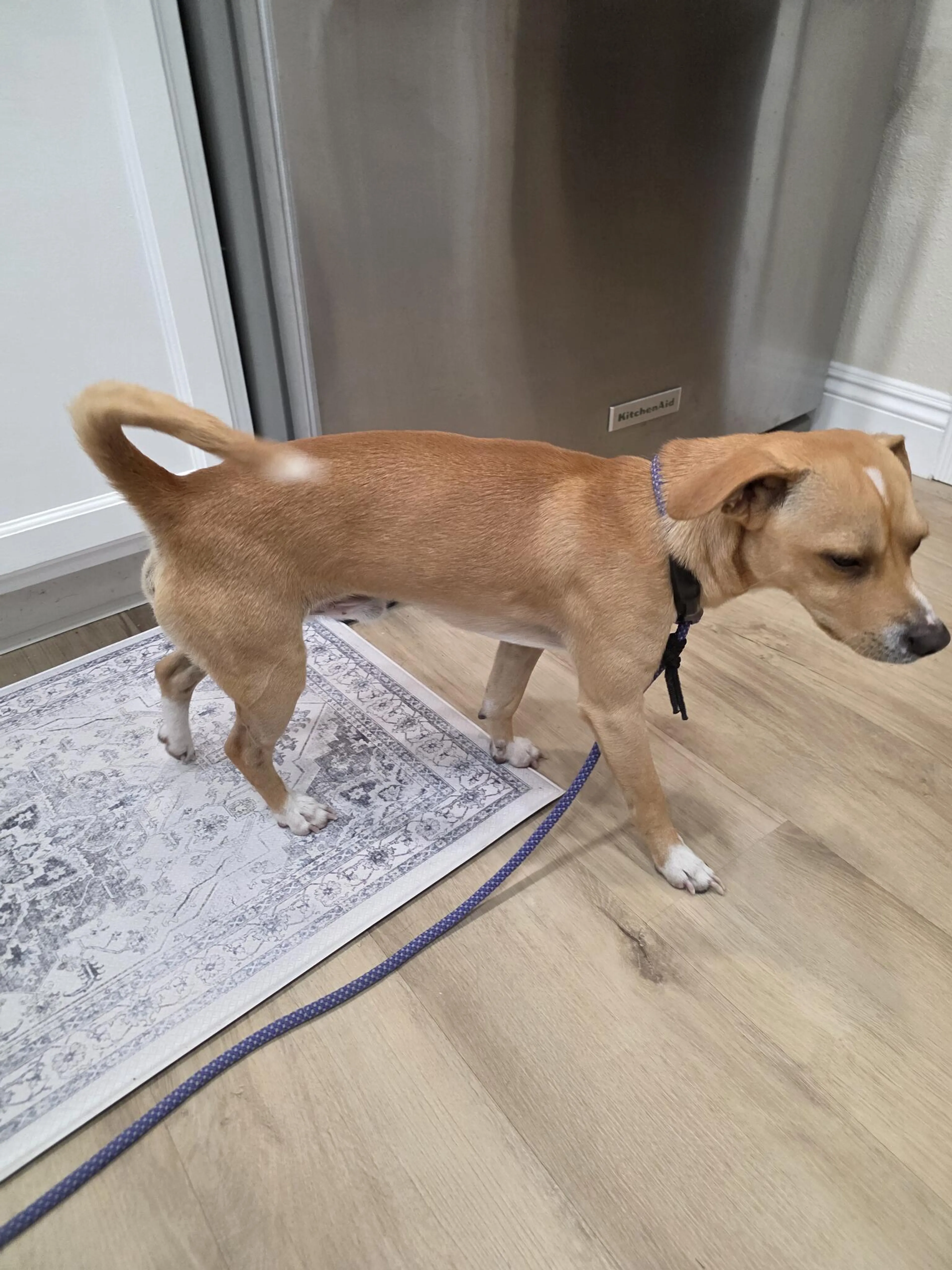 Found pet