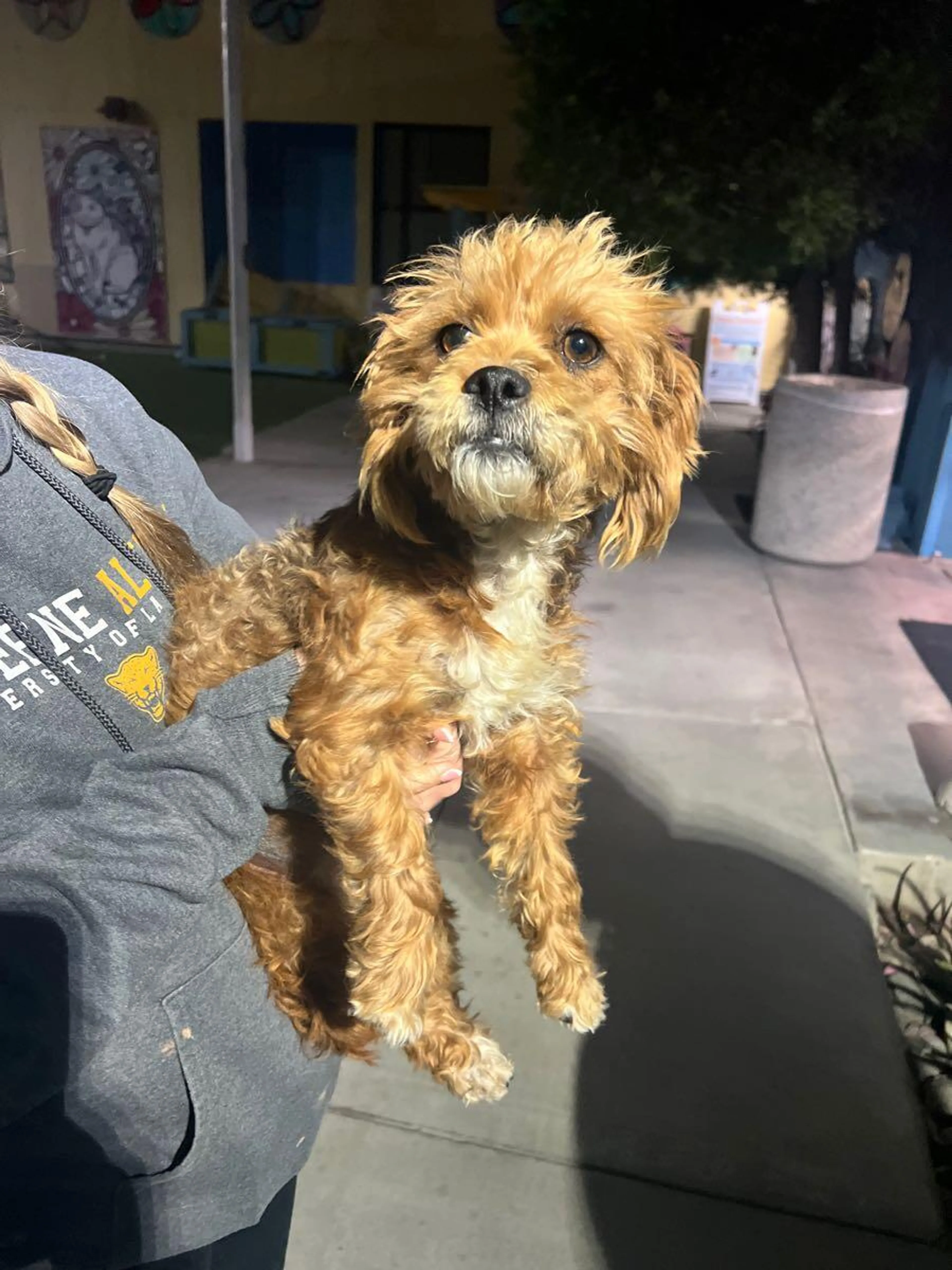 Found pet
