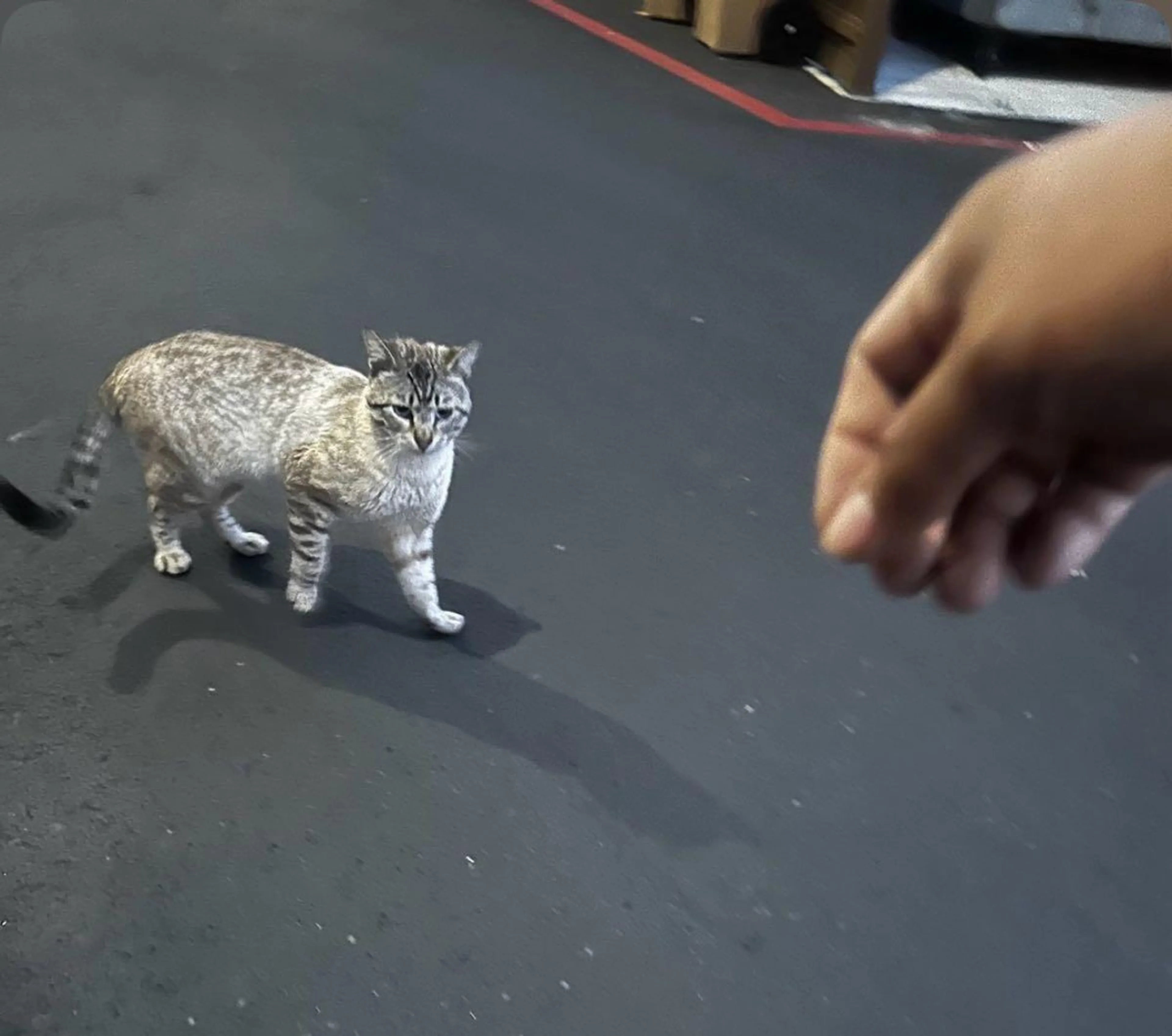 Found pet