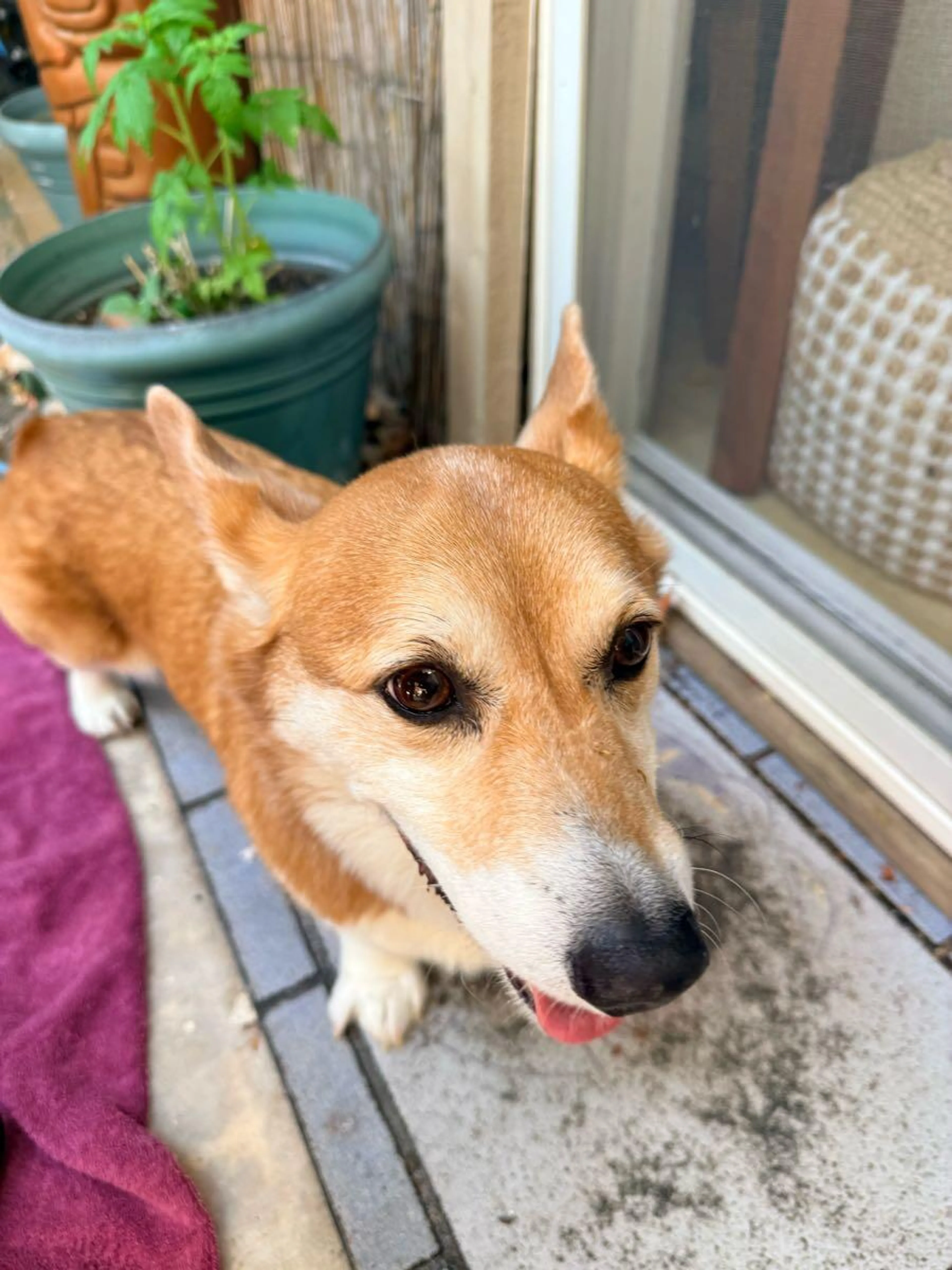 Found pet