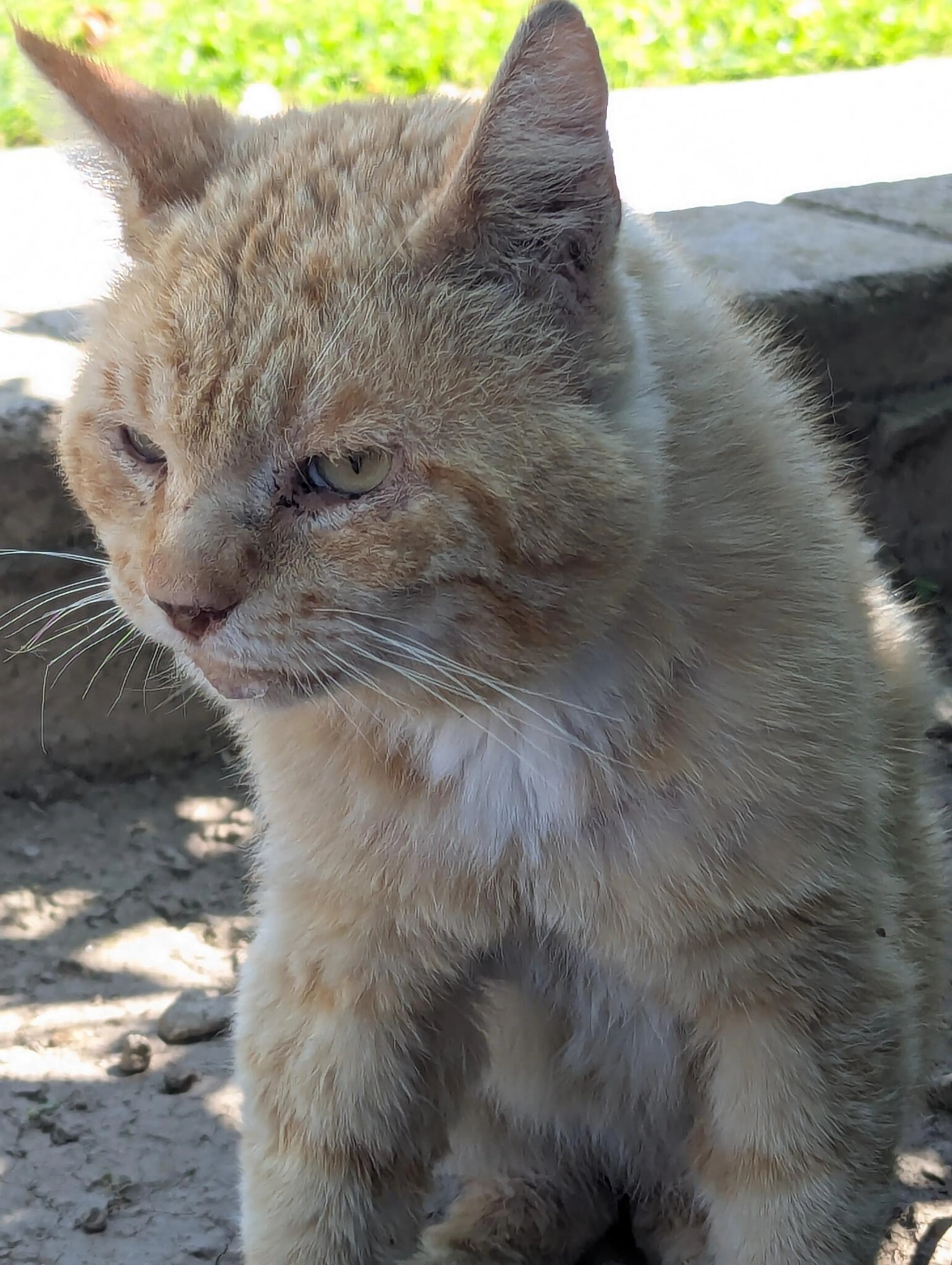 Found pet