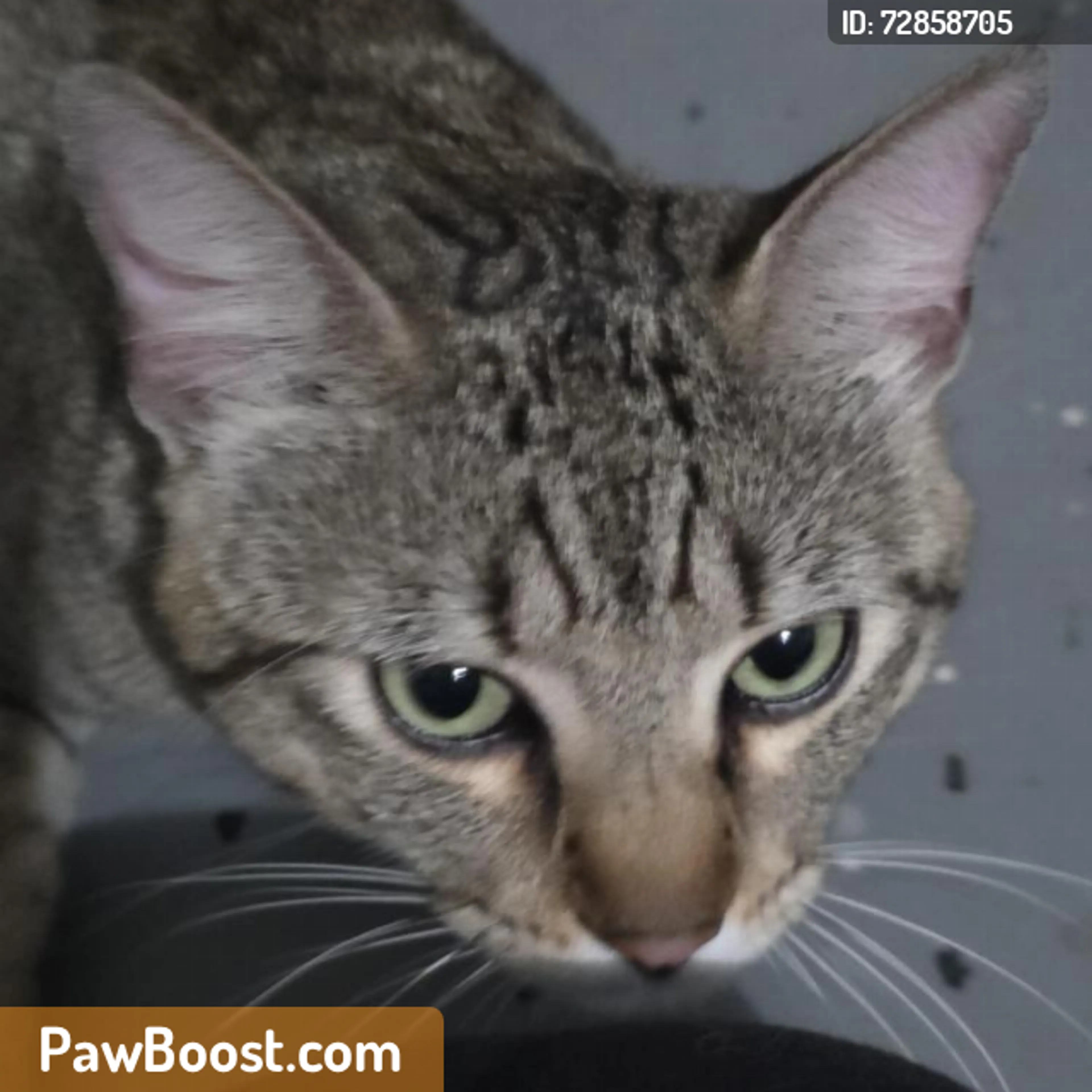 Found pet