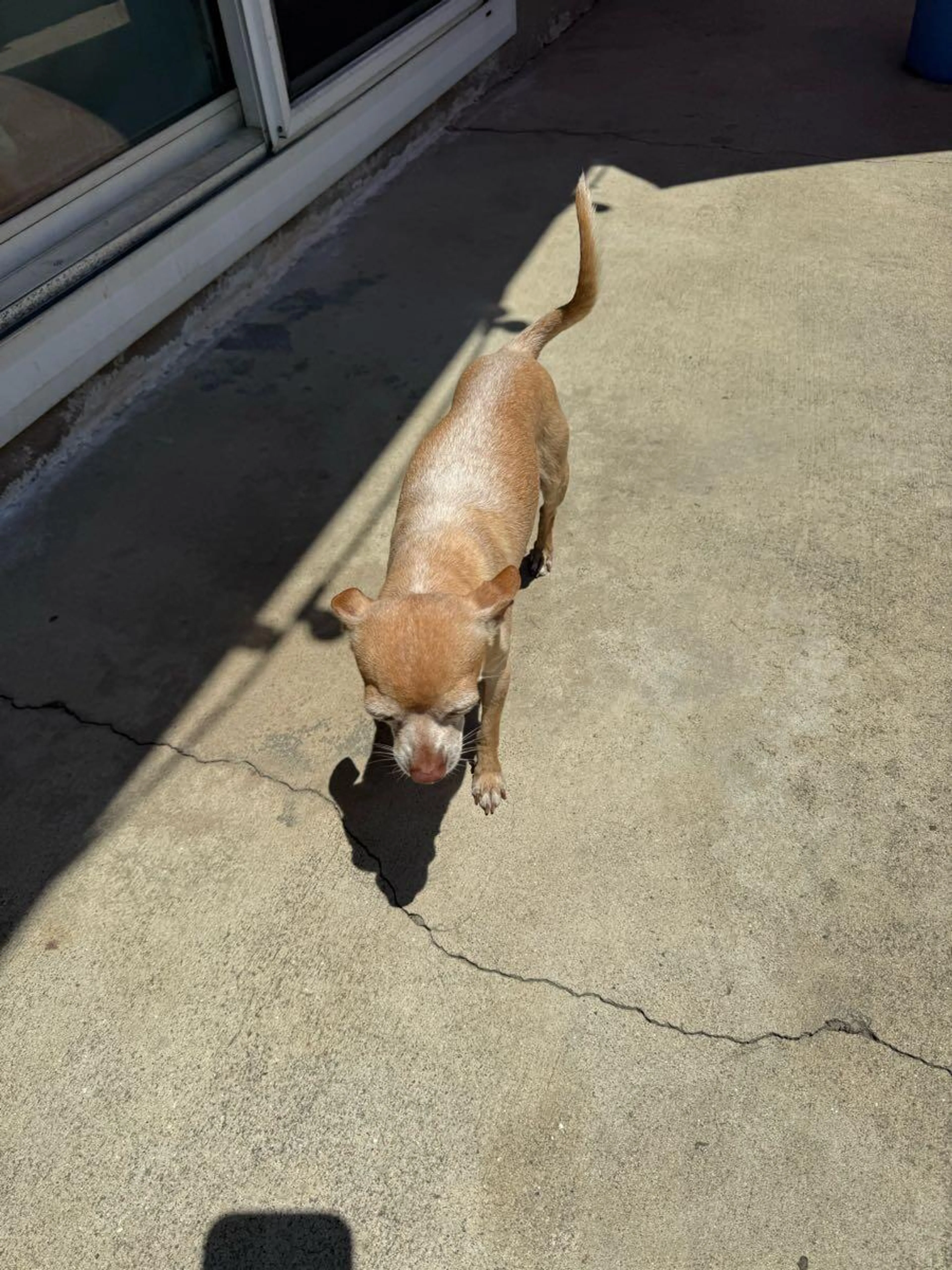 Found pet
