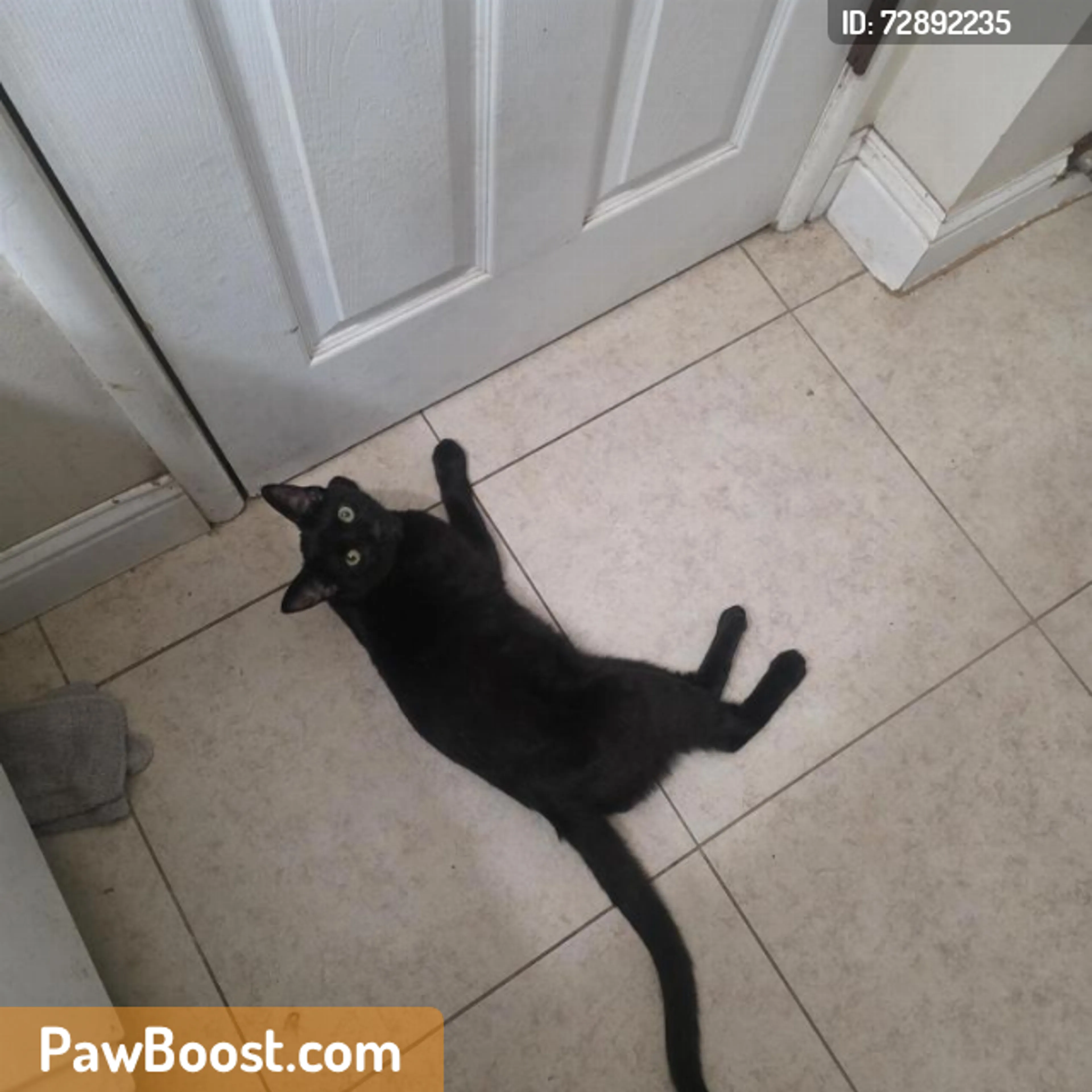 Found pet