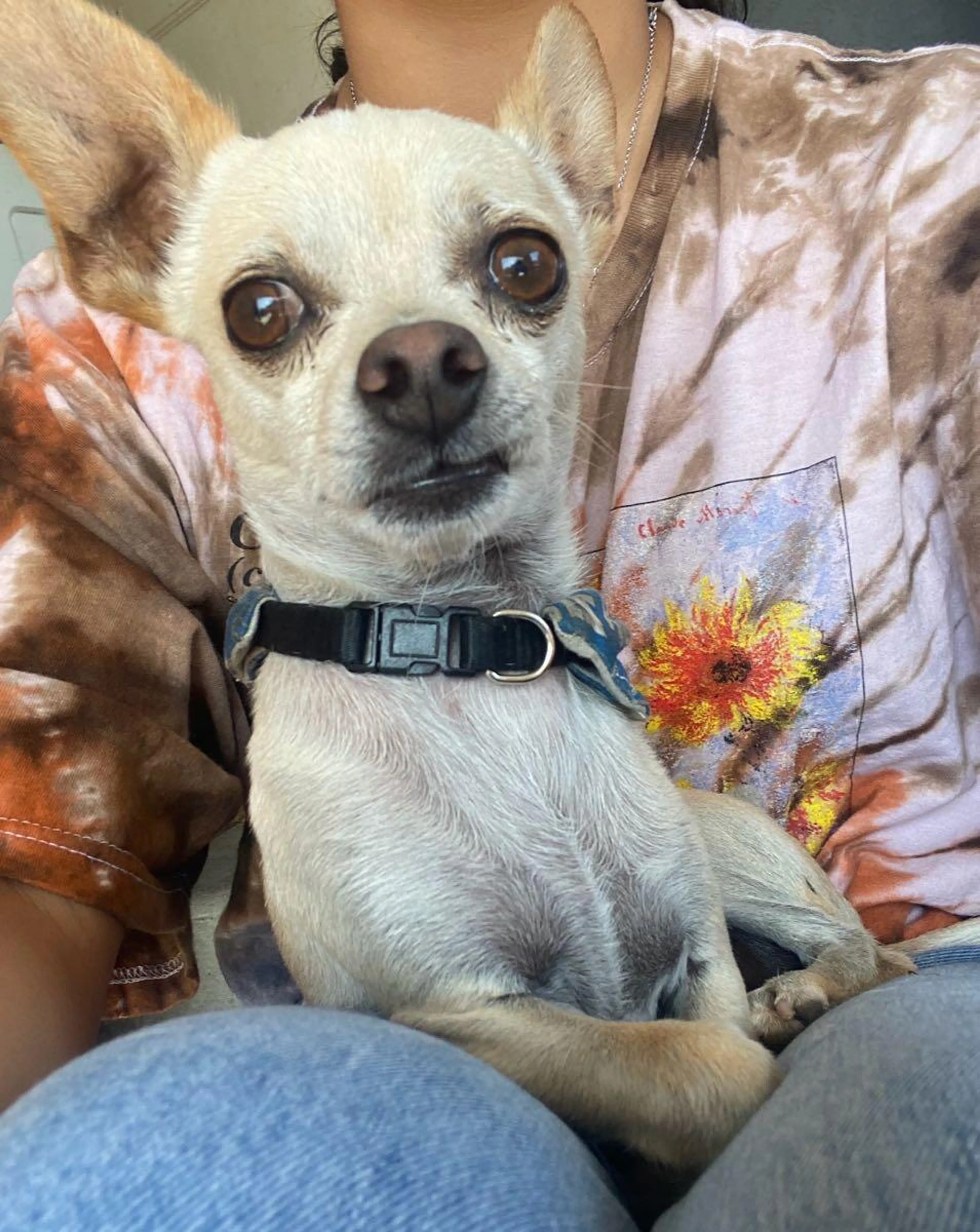 Lost pet