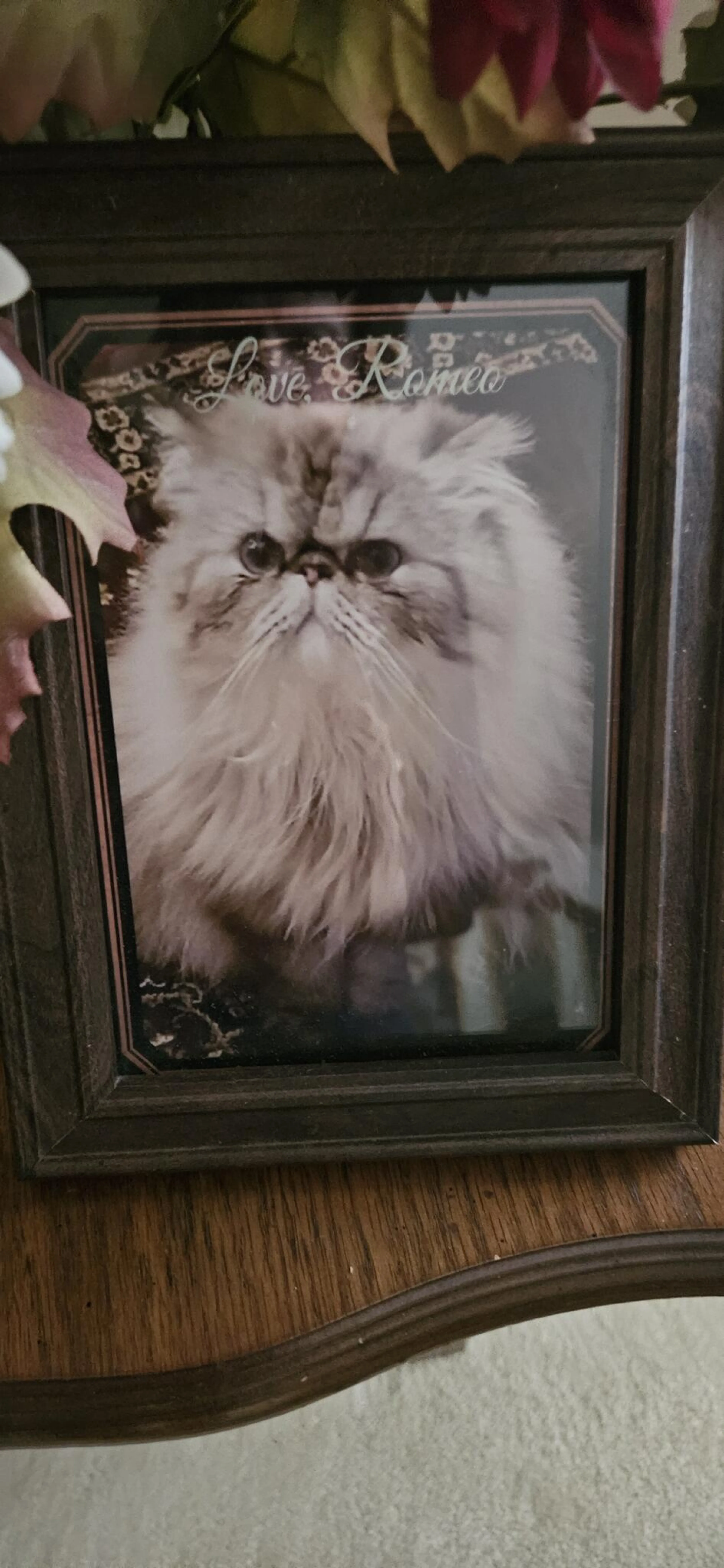 Lost pet