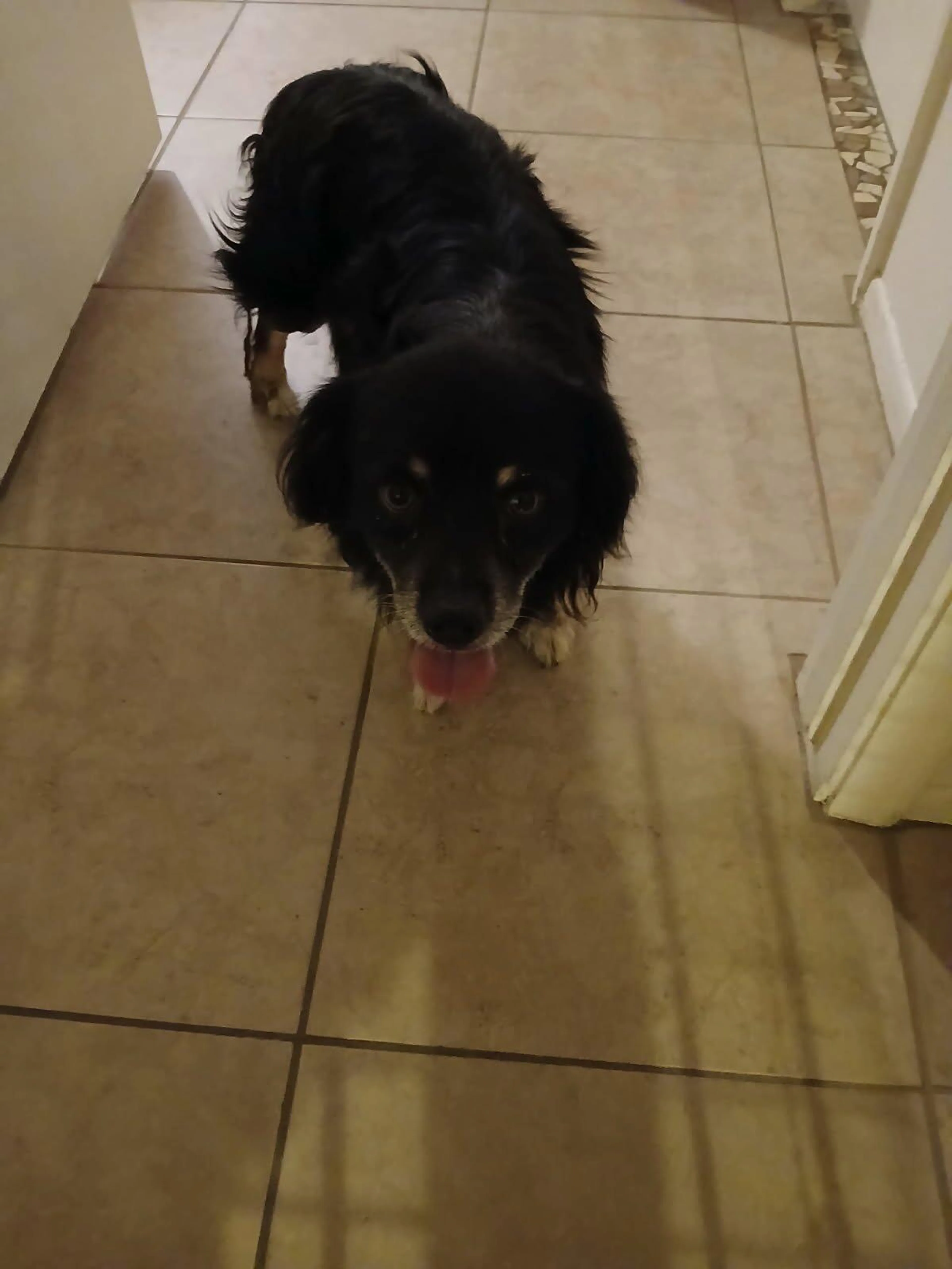 Found pet