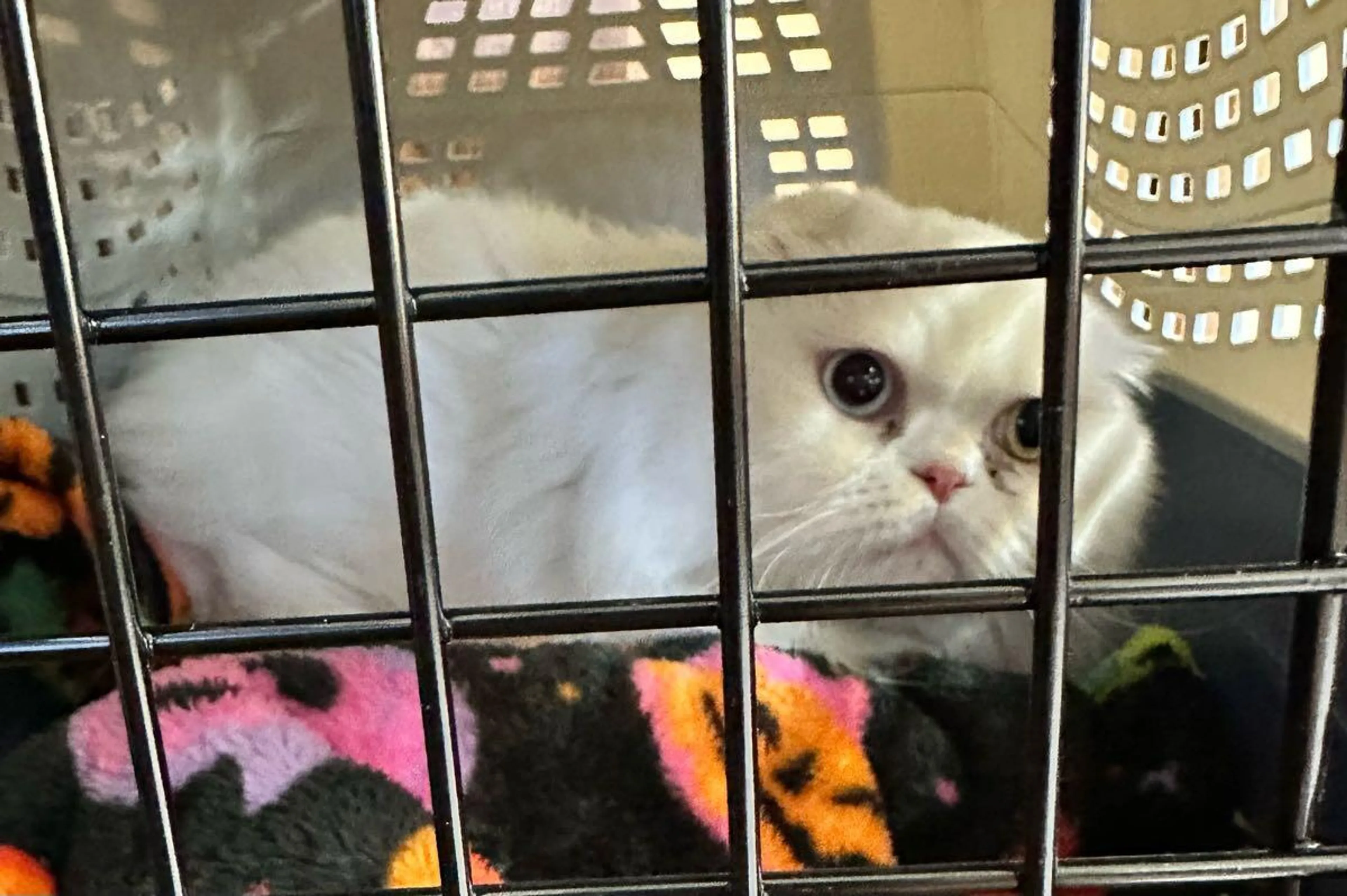 Found pet