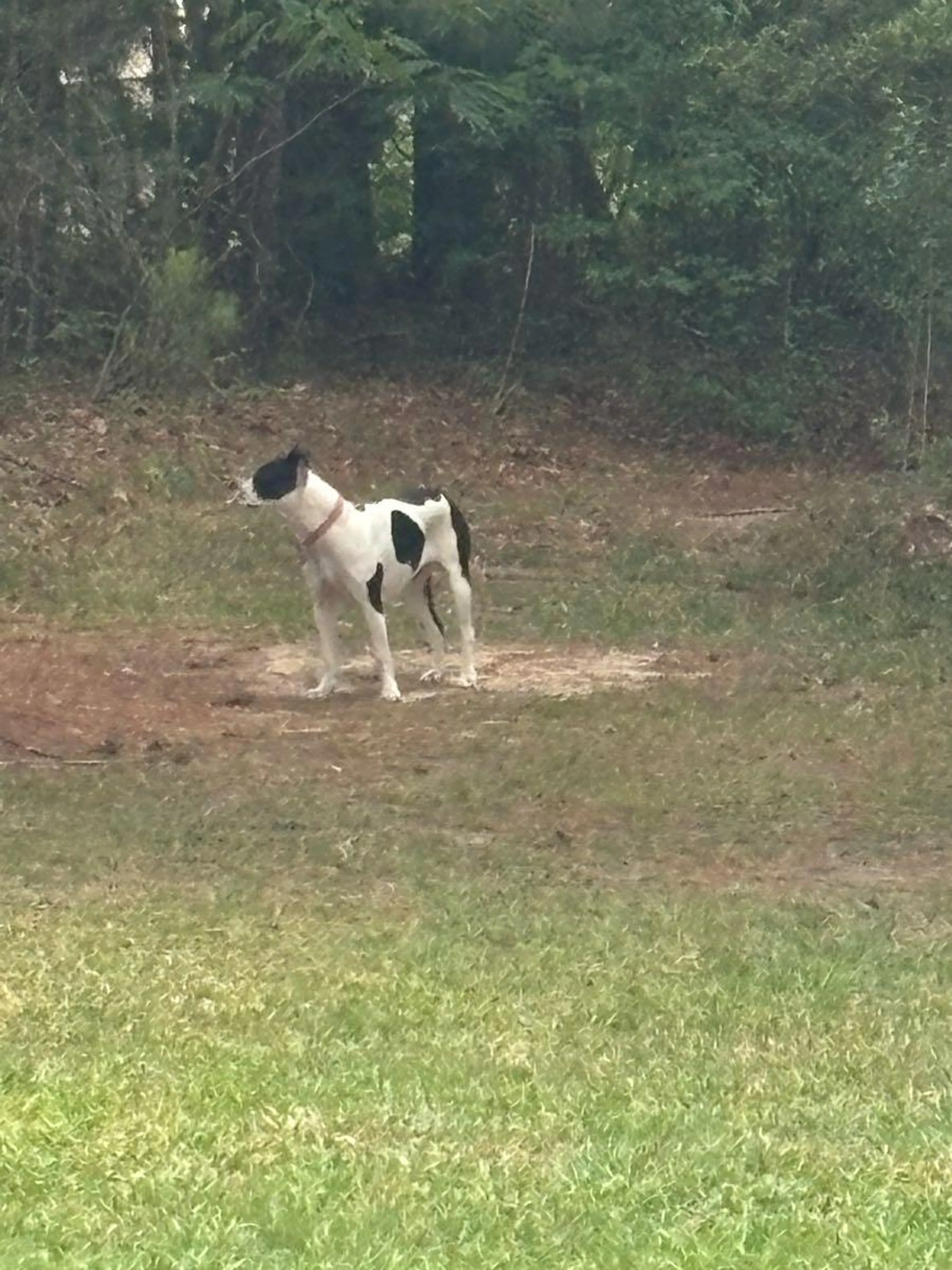 Found pet