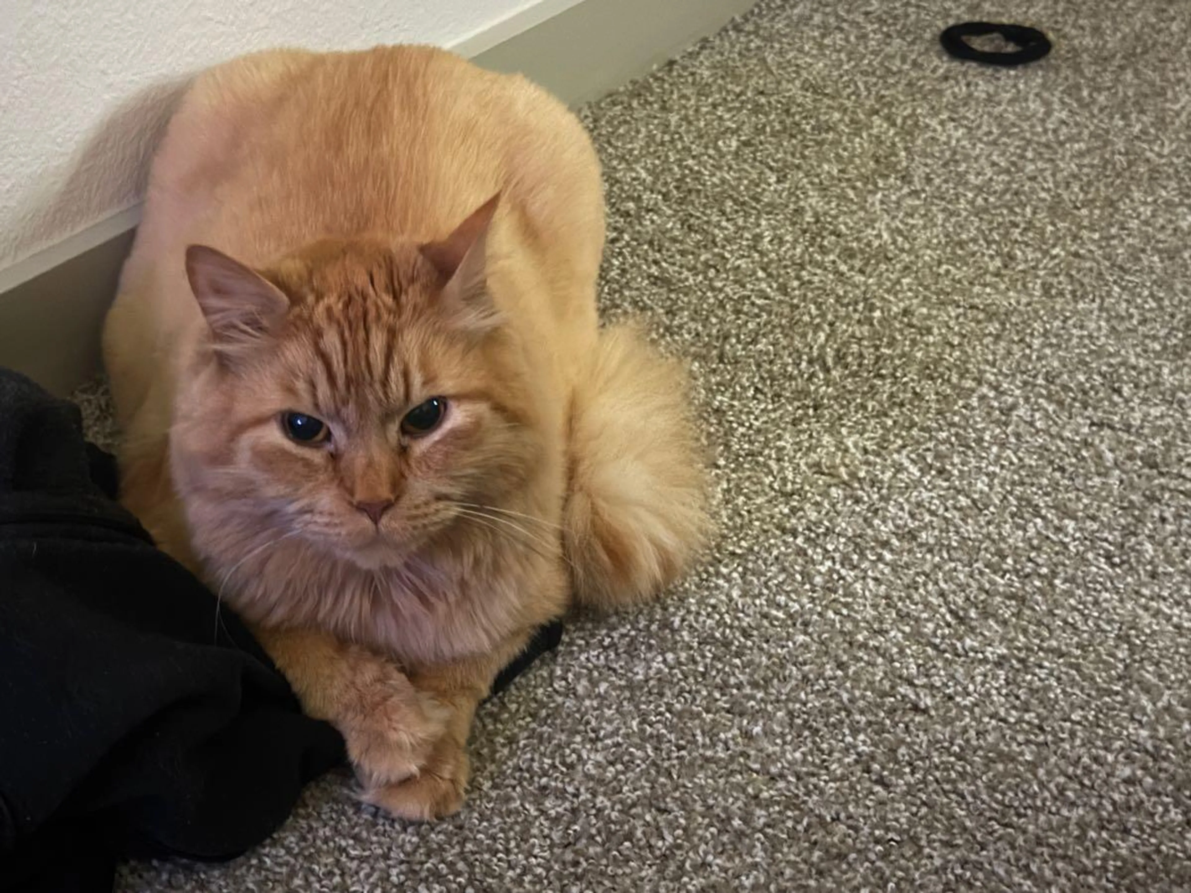 Lost pet