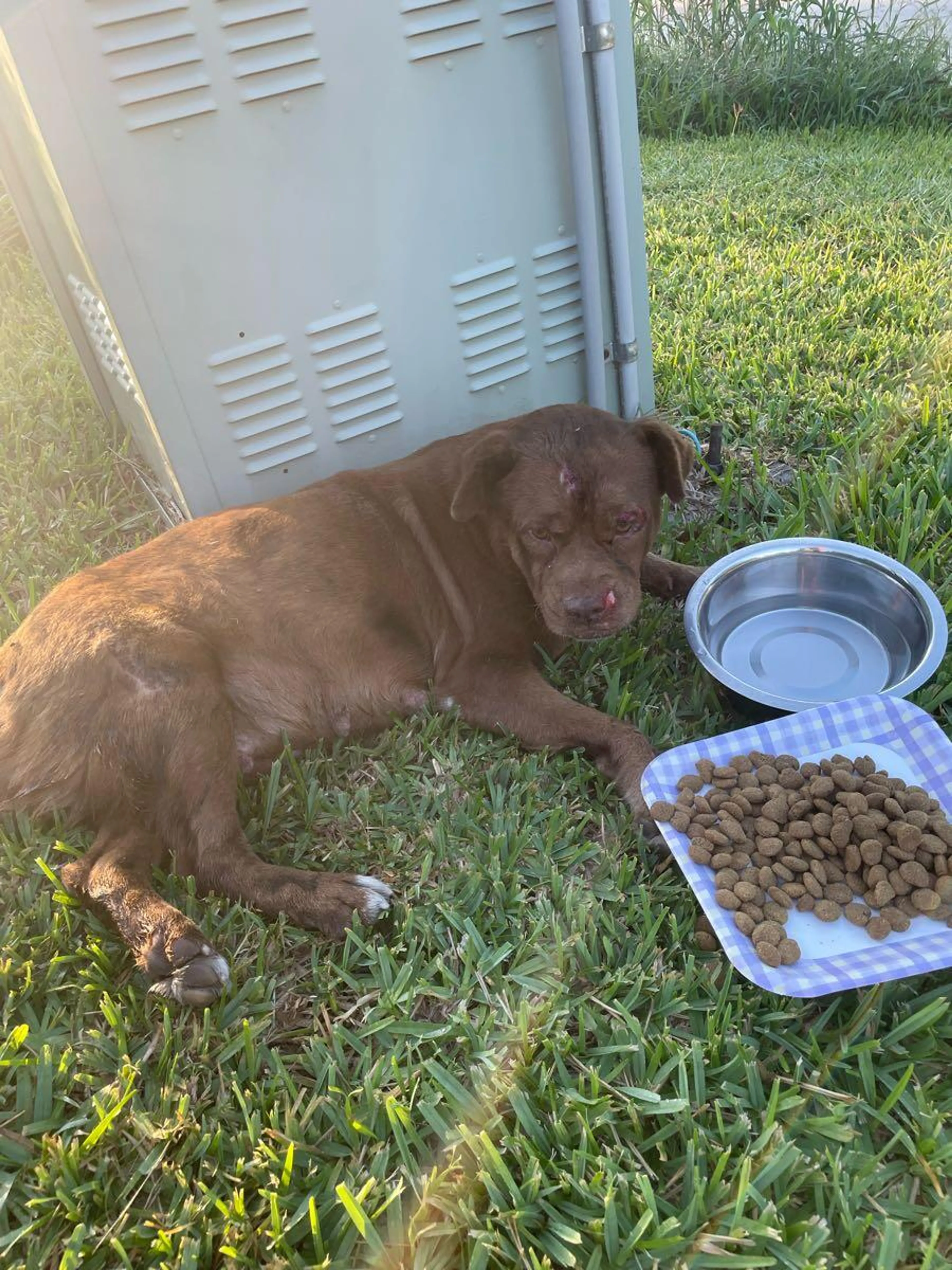 Found pet