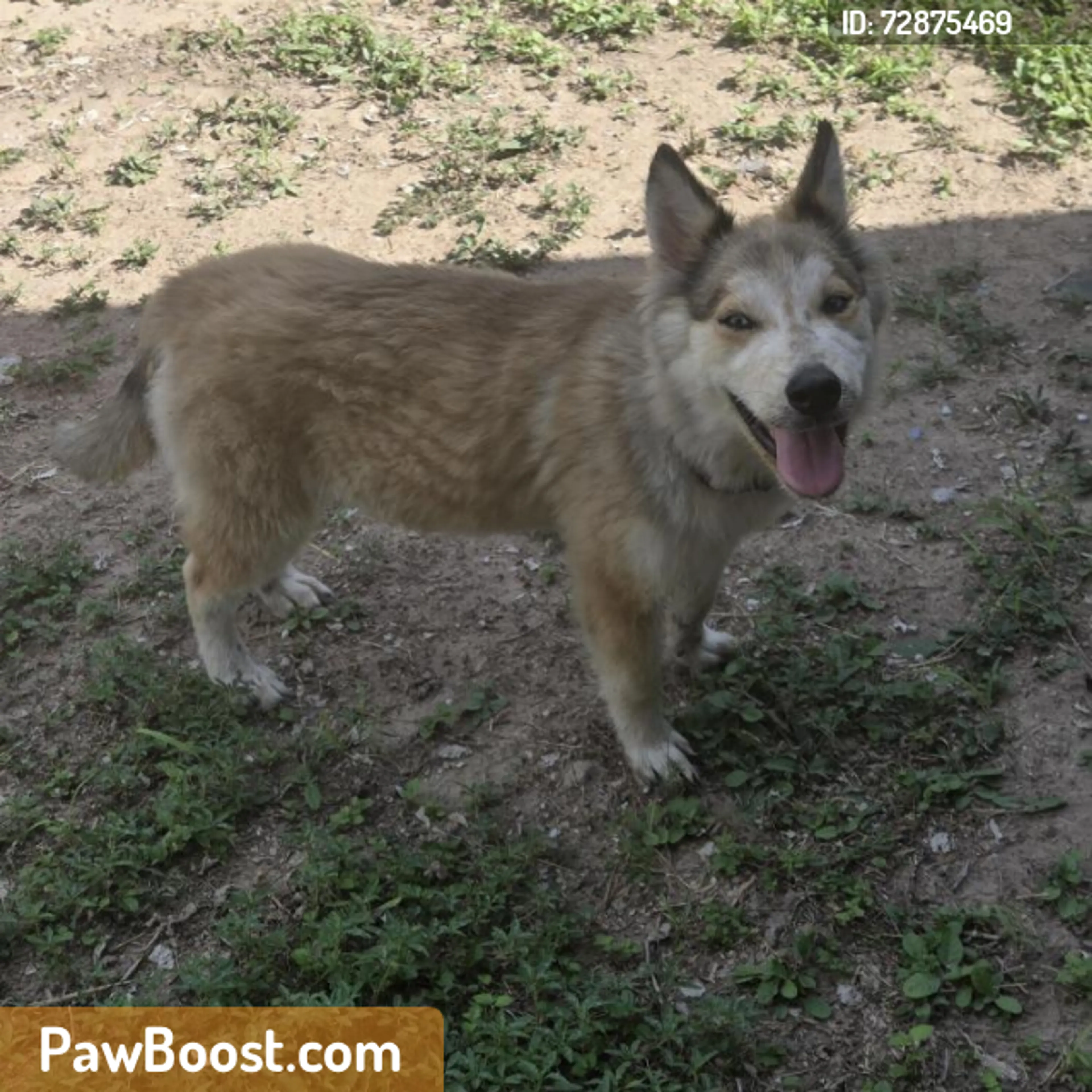 Found pet