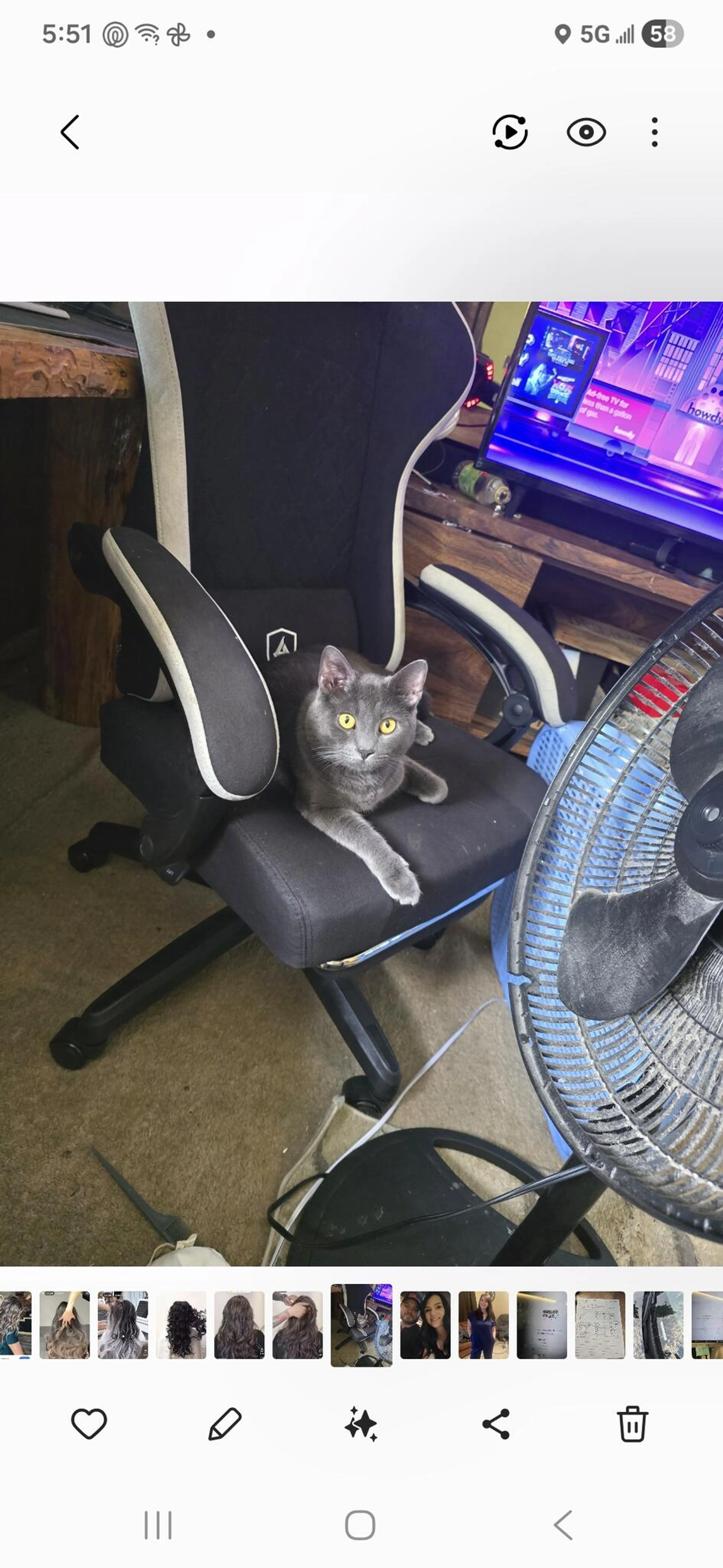 Lost pet