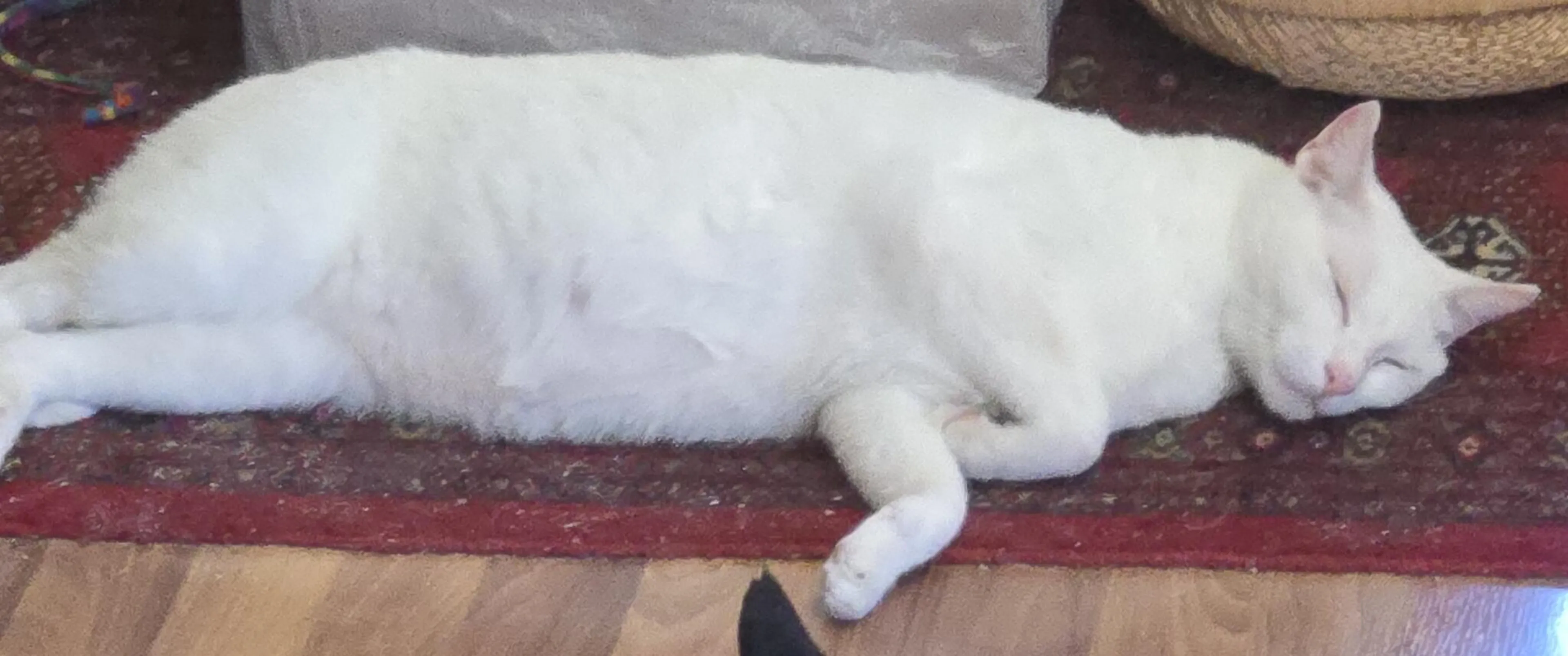 Lost pet