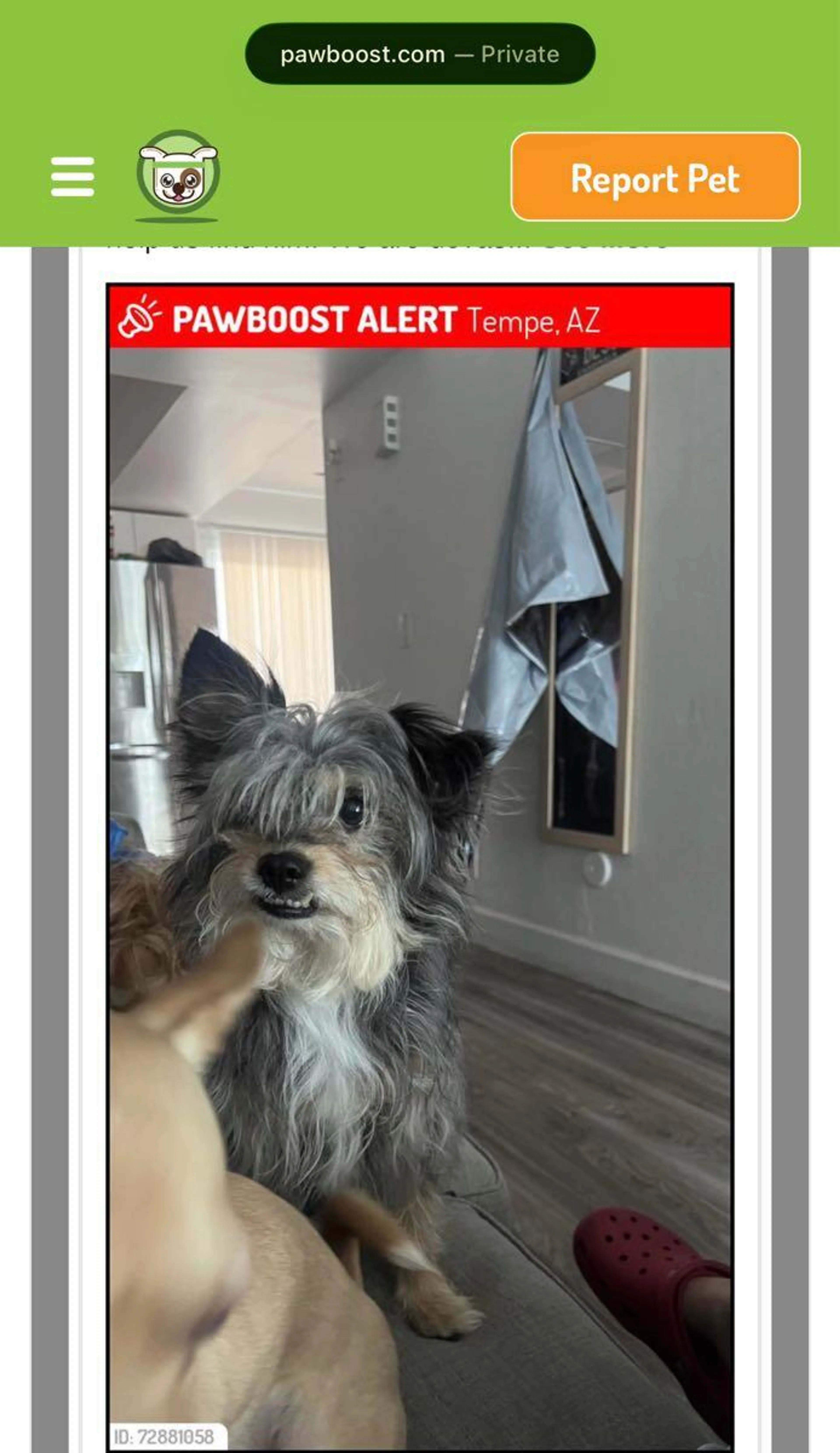 Lost pet