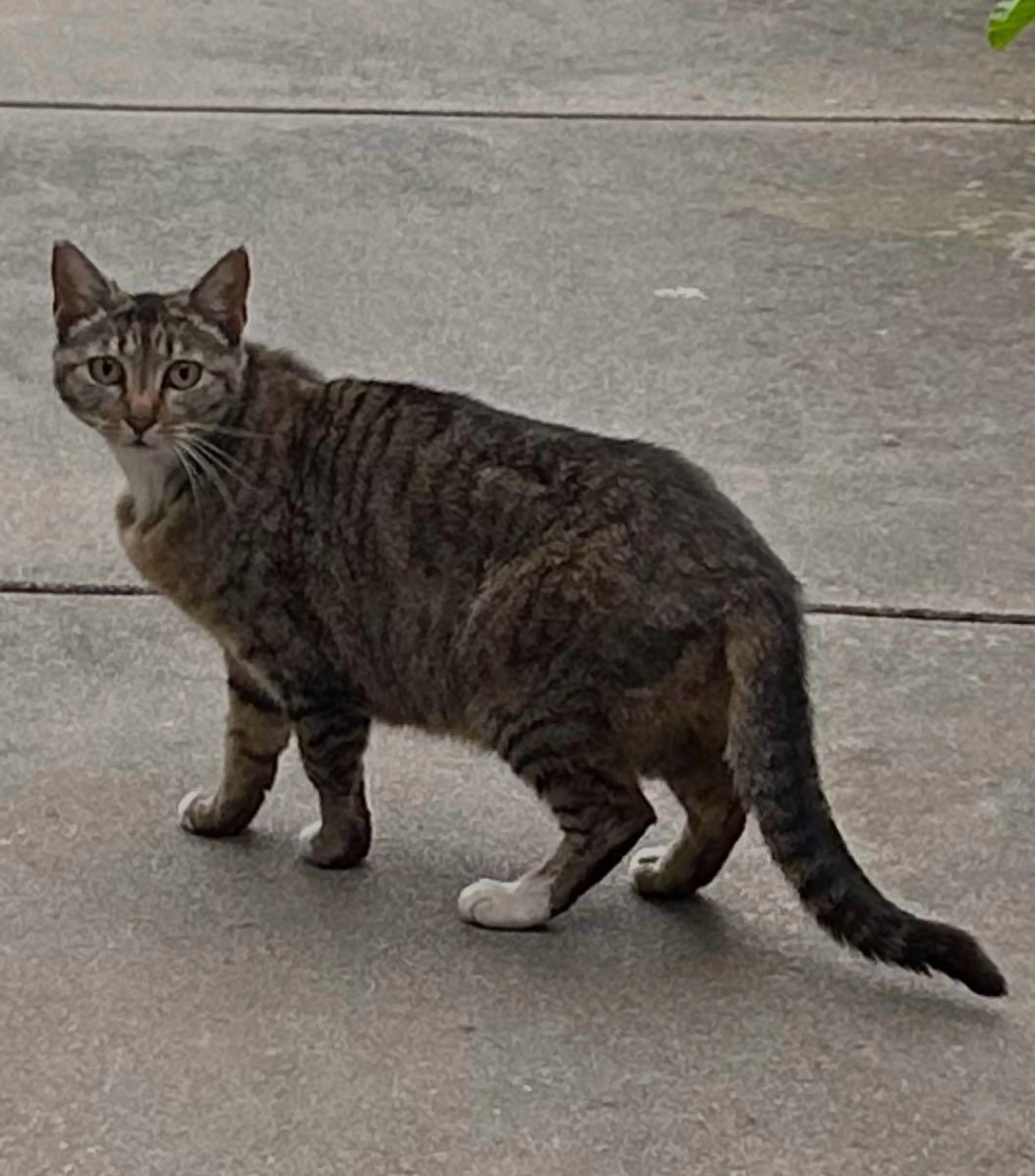 Found pet