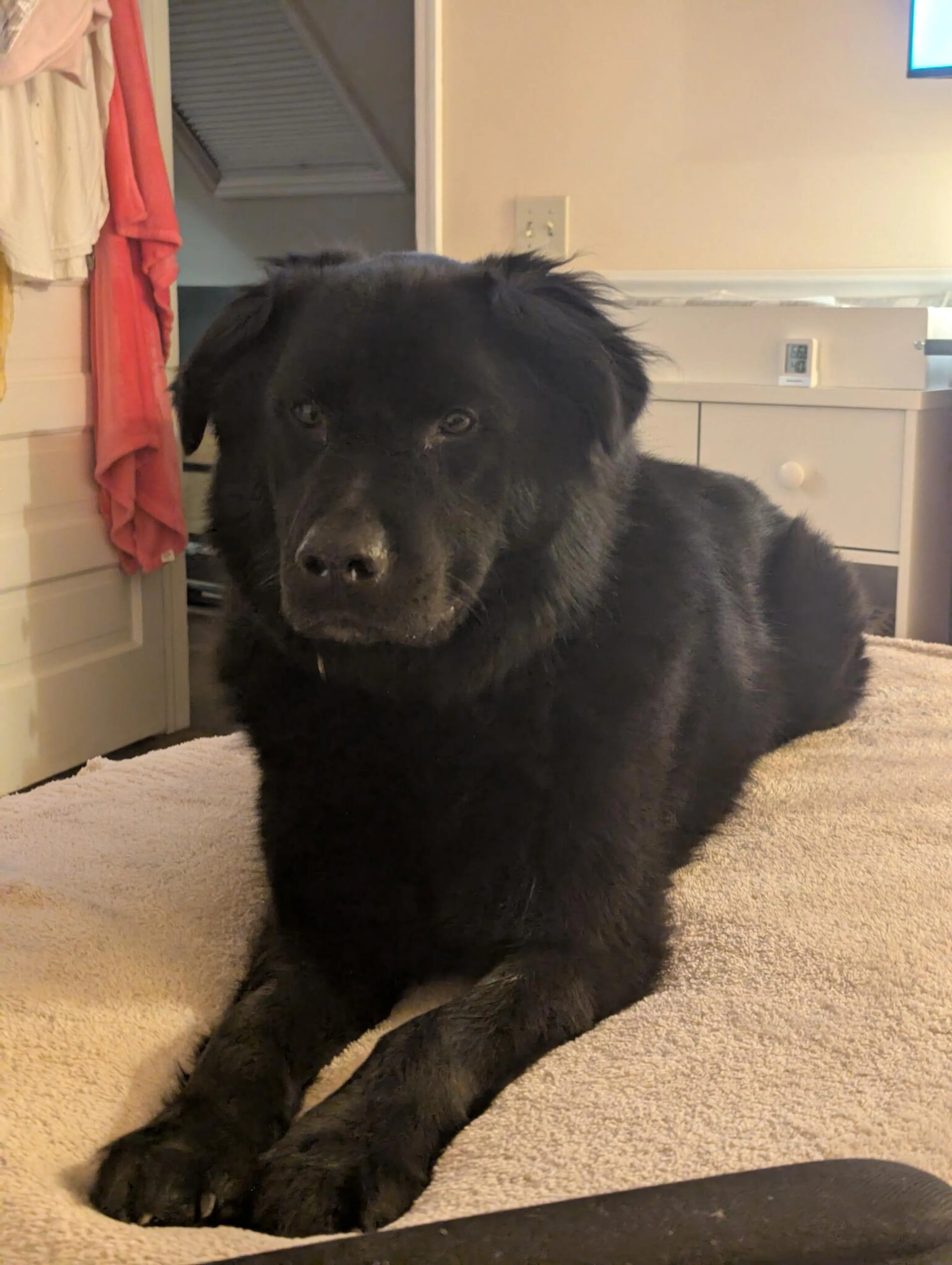 Lost pet