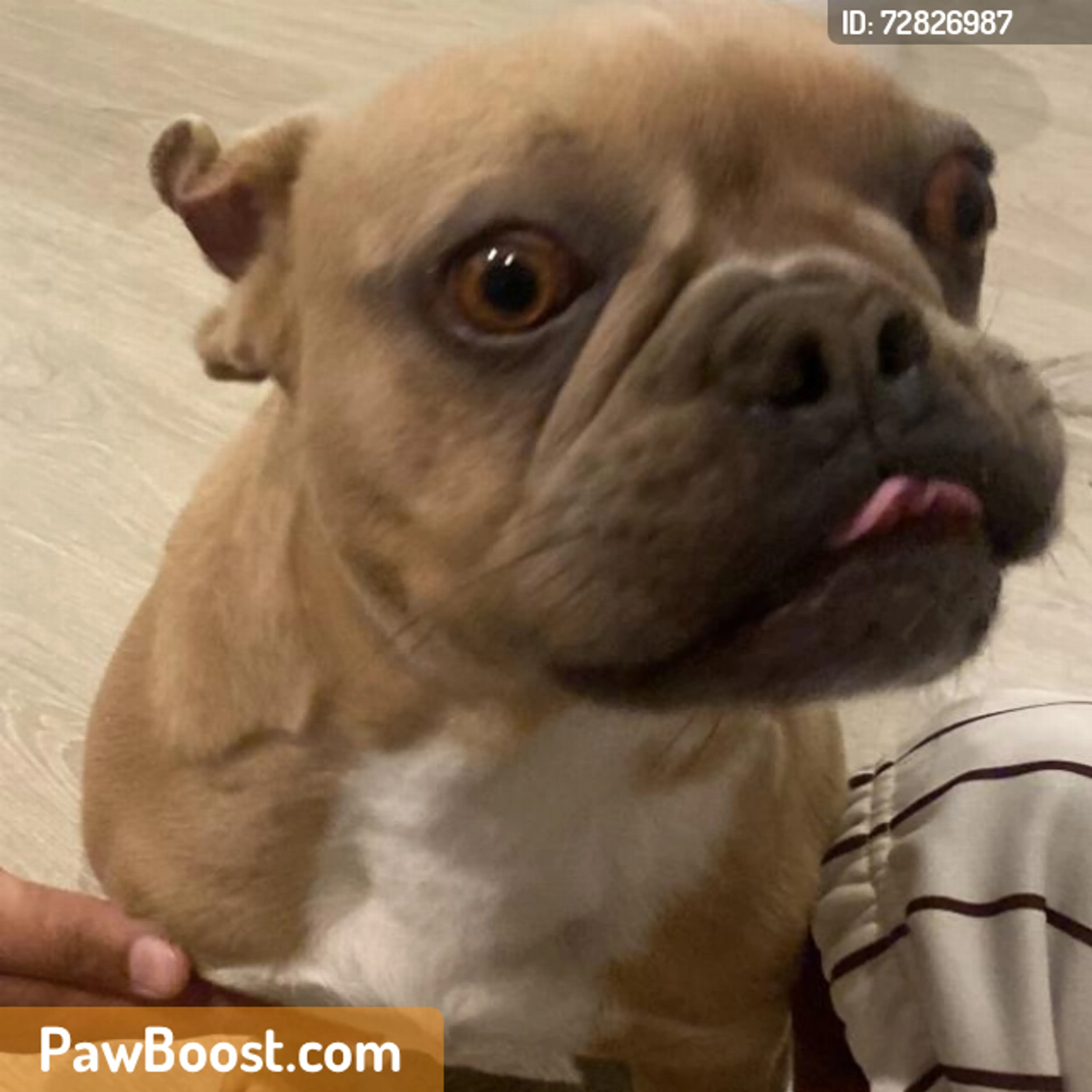Found pet